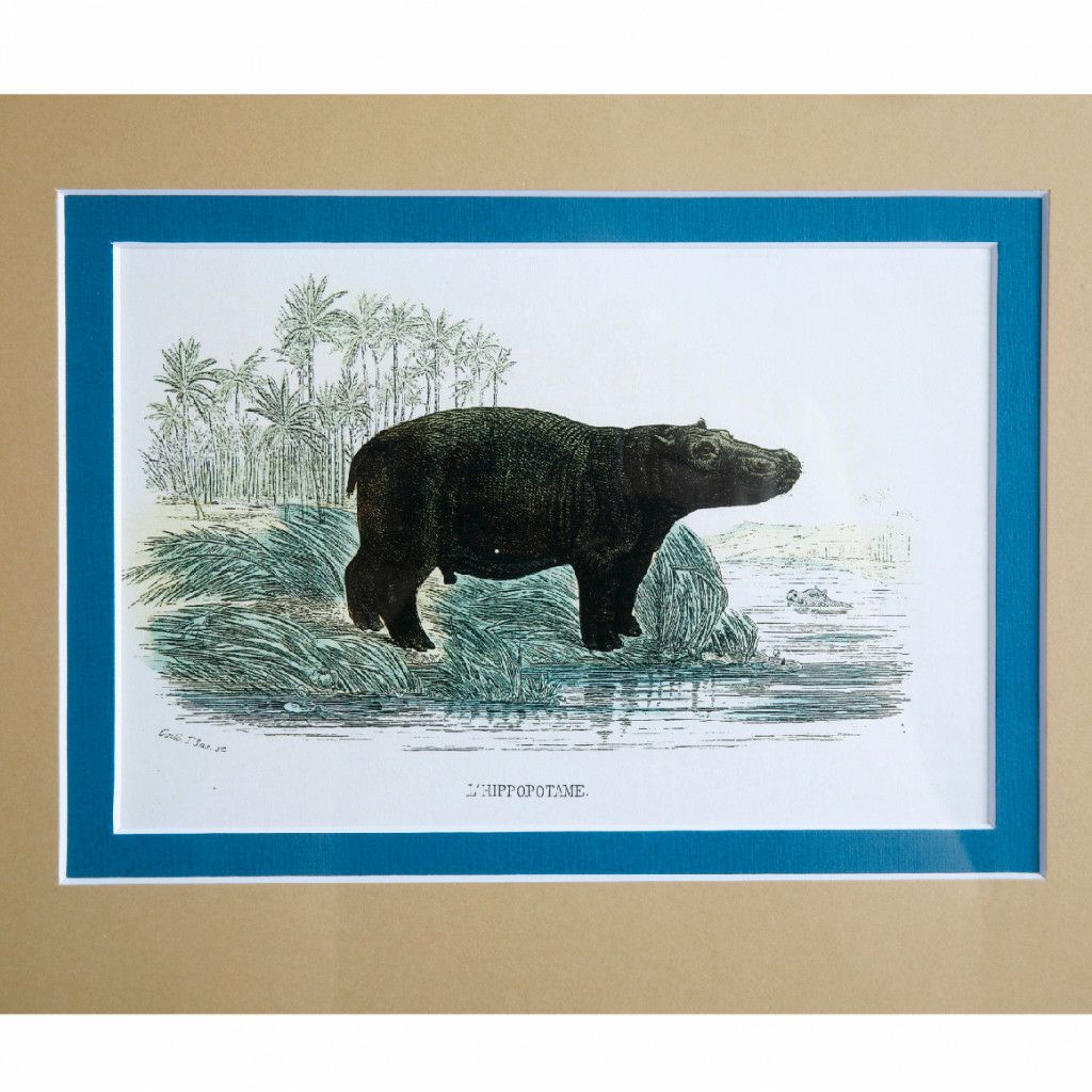 Picture Of A Hippo And A Rhinoceros photo for sale