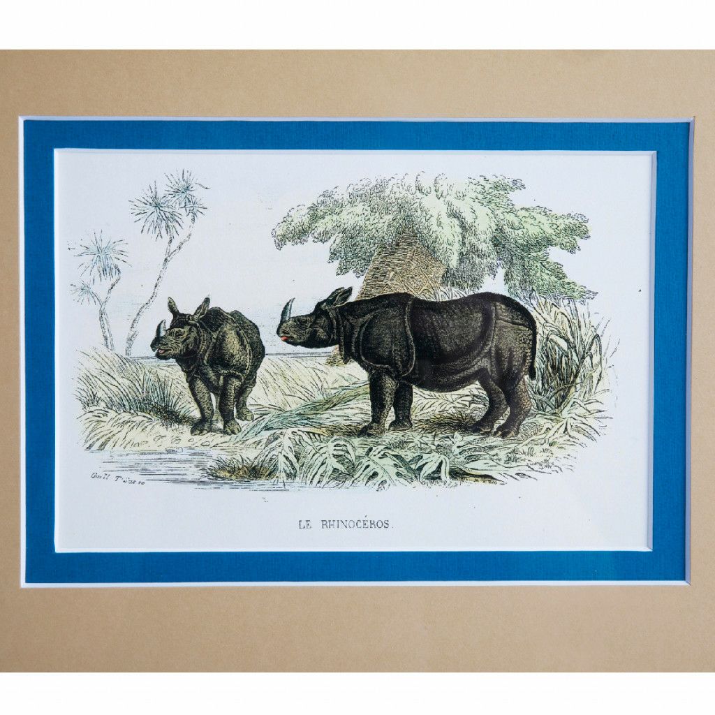 Picture Of A Hippo And A Rhinoceros photo Art