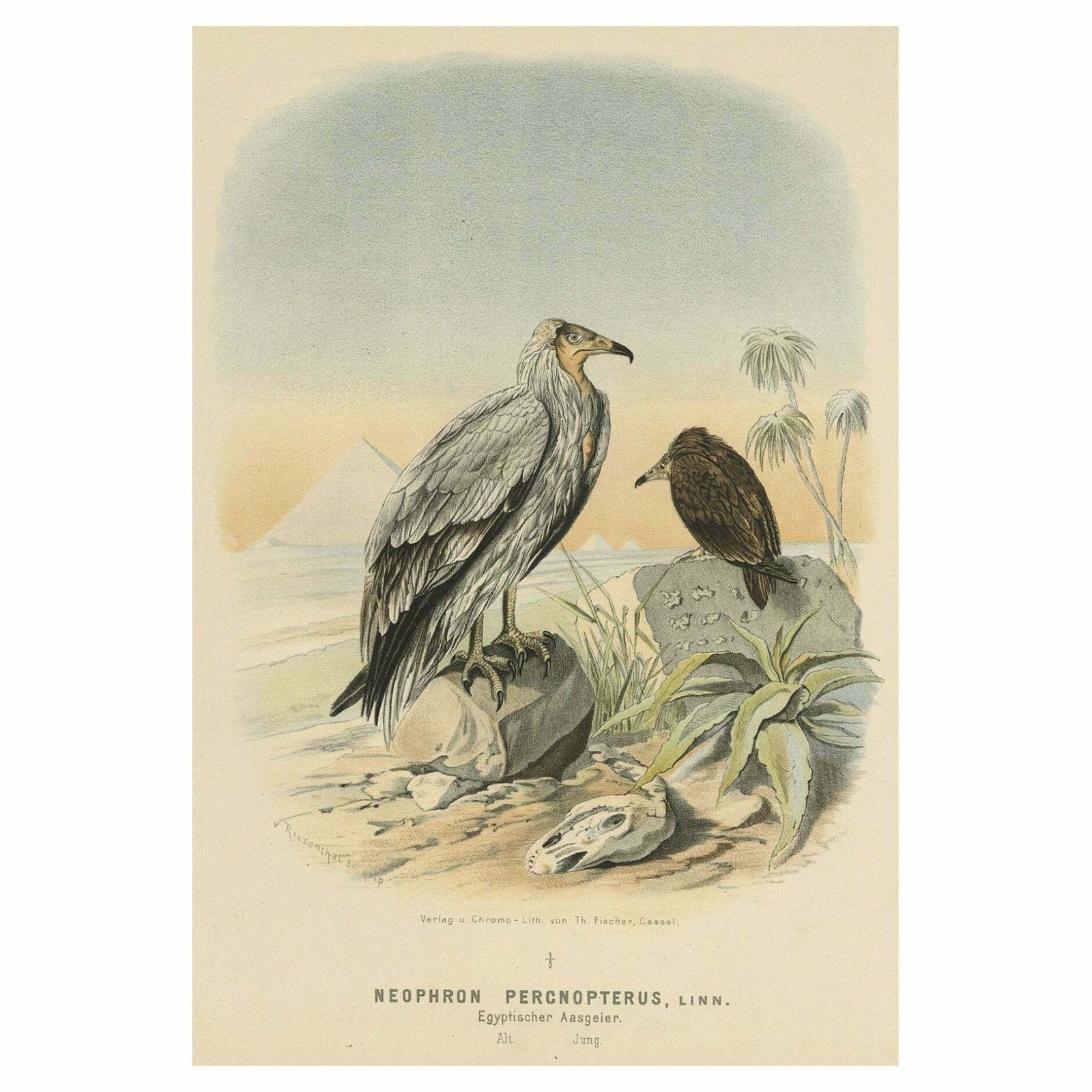 Antique Print Of The Egyptian Vulture Or White Scavenger Vulture Chicken, 1894