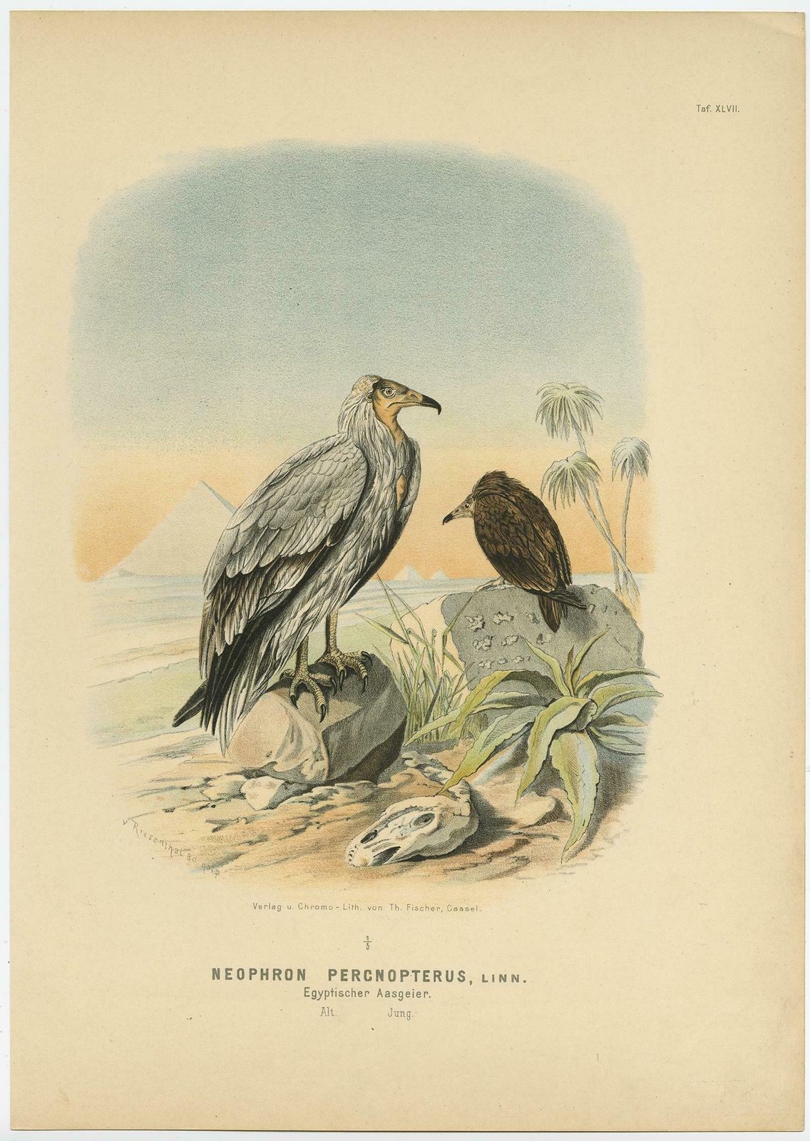 Antique Print Of The Egyptian Vulture Or White Scavenger Vulture Chicken, 1894 photo furniture