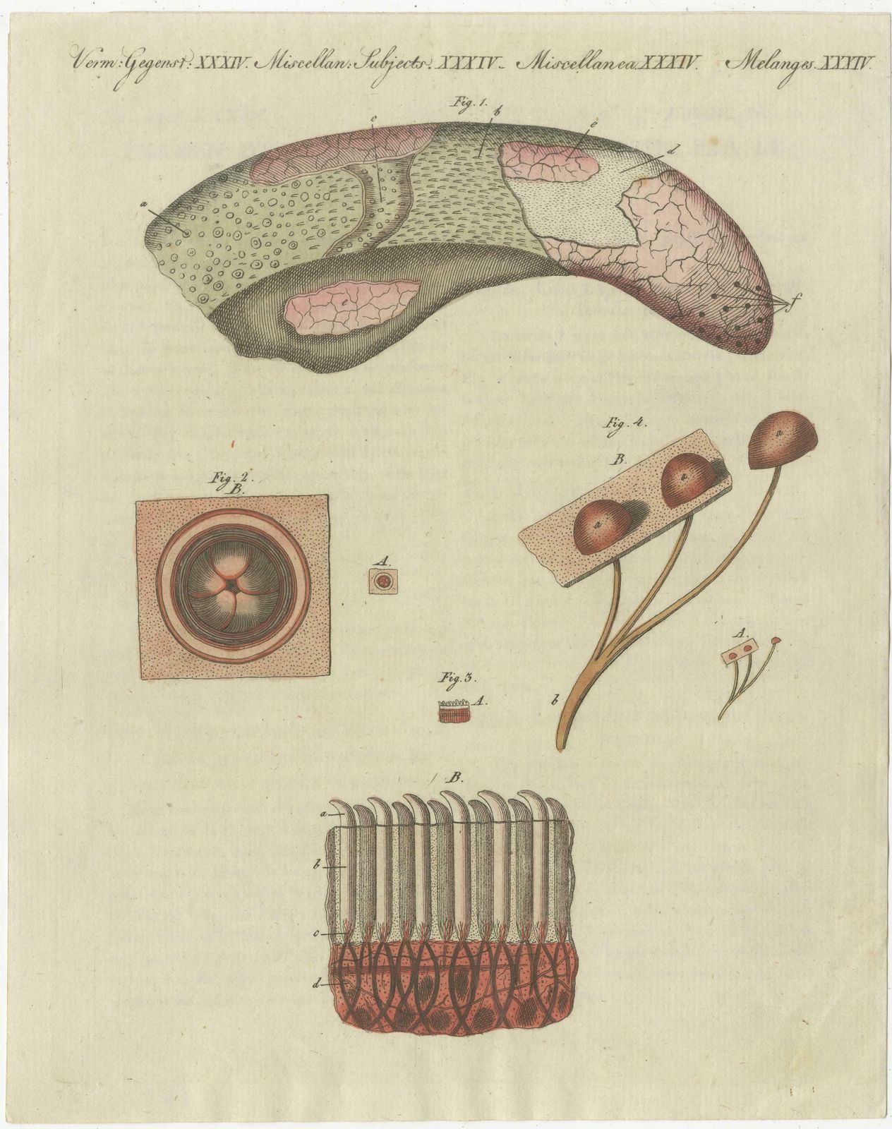 Antique Print Of The Examination Of A Beef Tongue Of A Cow photo furniture