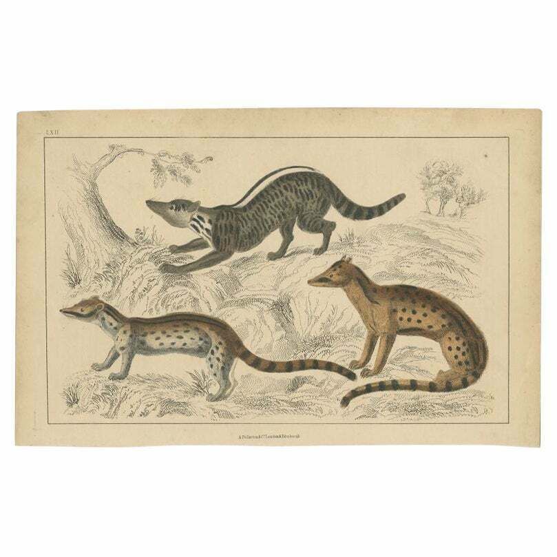 Antique Print Of A Zibet, Fossane And Malacca Genet, C.1860