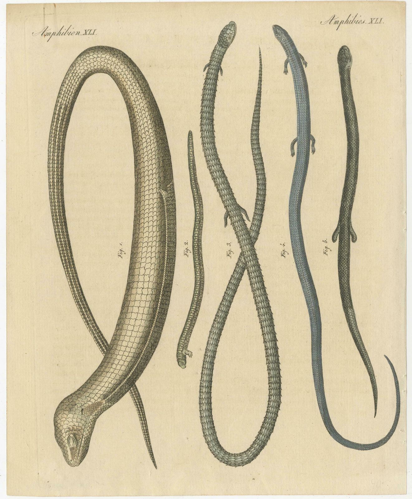 Antique Print Of Various Amphibians Including The Sheltopusik photo 143.0