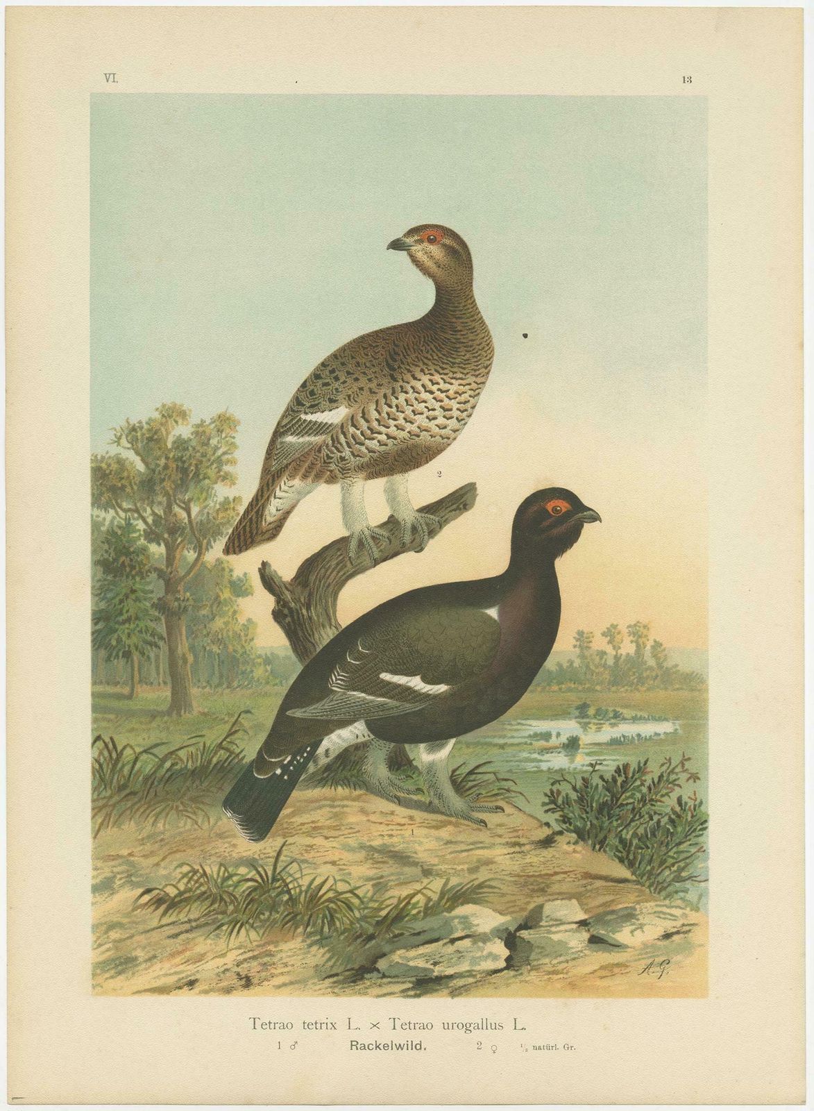 Antique Bird Print Of The Black Grouse 'Hybrid' By Naumann, Circa 1895 photo Art