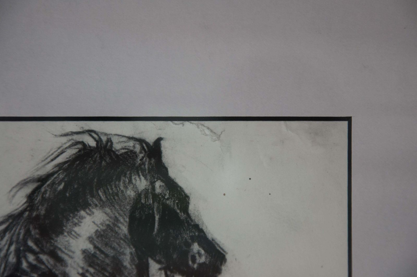 Elin Sian Blake Black Welsh Cob. Wales Native Heritage Horse Breed Society. photo Art