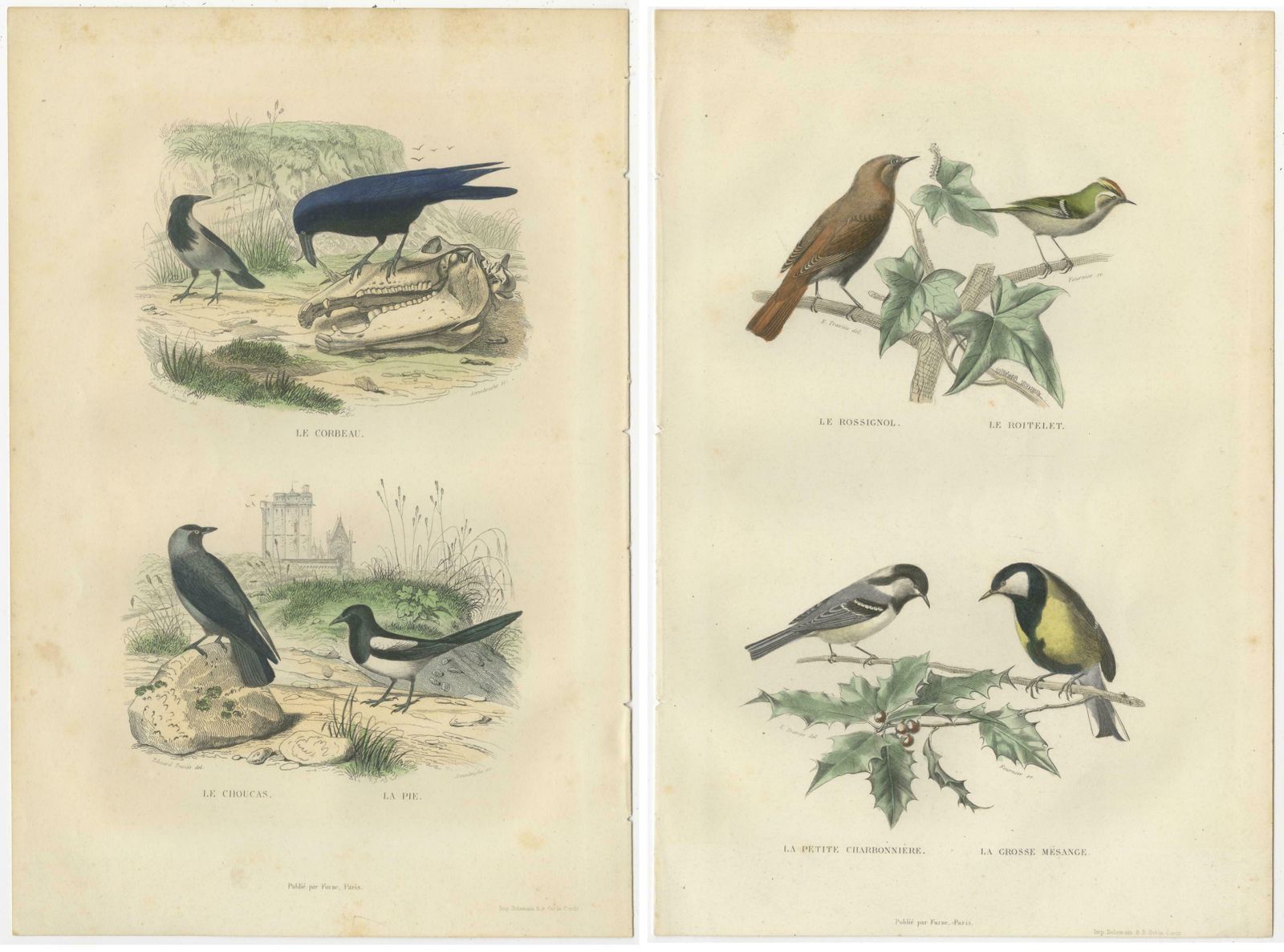 Set Of 2 Antique Bird Prints Rave, Western Jackdaw, Nightingale By Buffon photo Art