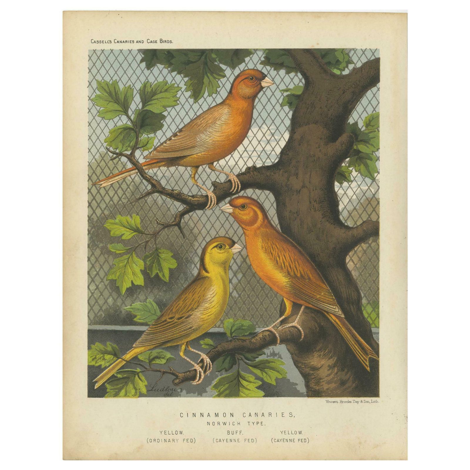 Antique Bird Print Of The Cinnamon Canaries Norwic, Yellow Ordinary And Otherss