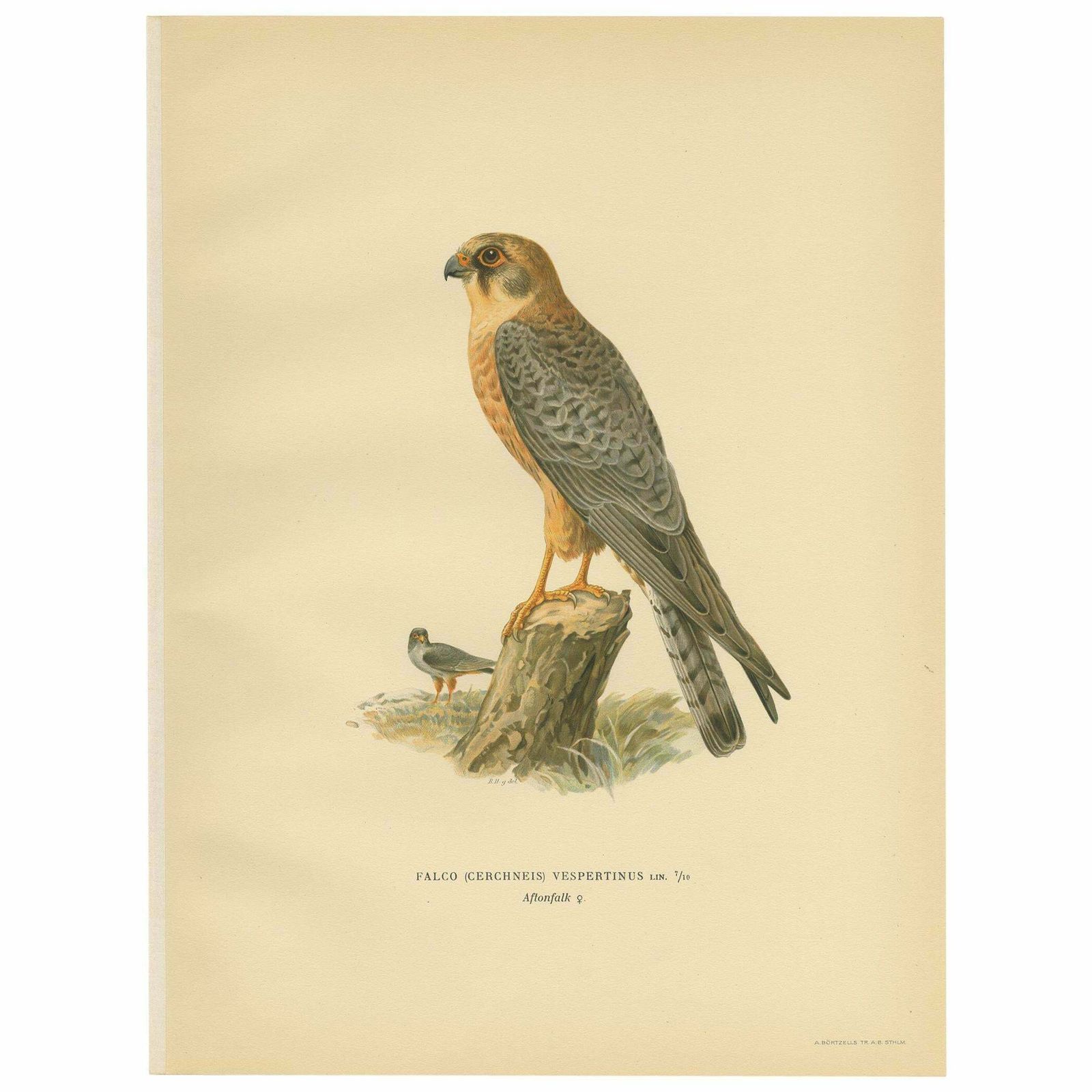 Antique Bird Print Of The Red Footed Falcon By Von Wright, 1929