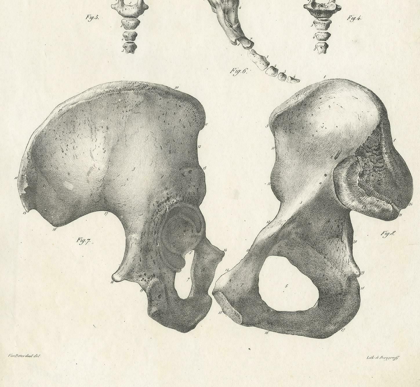 Pl. Xxxii Antique Anatomy / Medical Print Of The Pelvis By Cloquet, 1821 photo Art