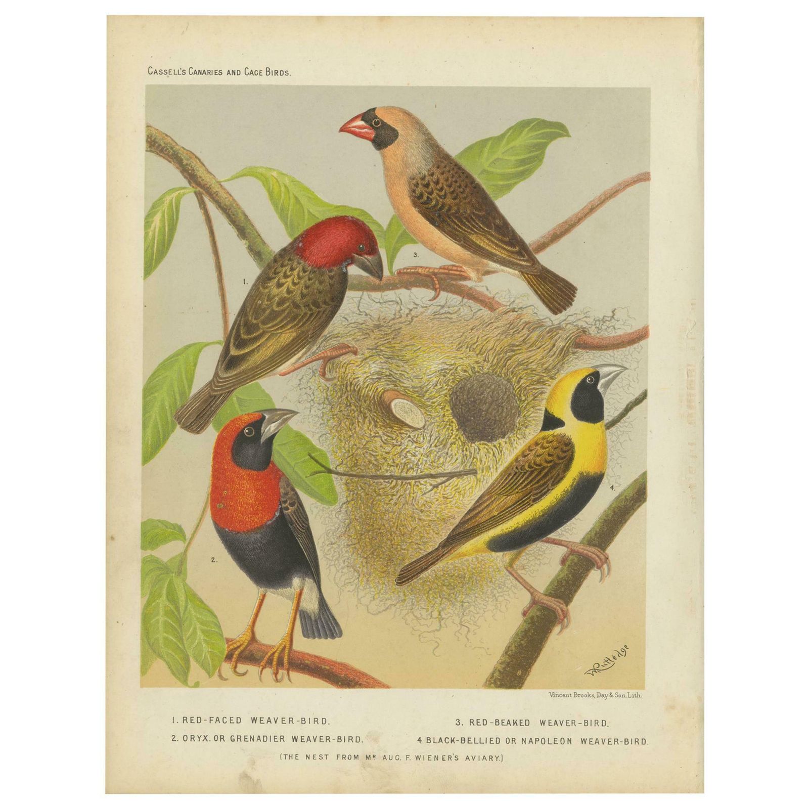 Antique Bird Print Of The Red Faced Weaver Bird, Red Billed Quelea And Others