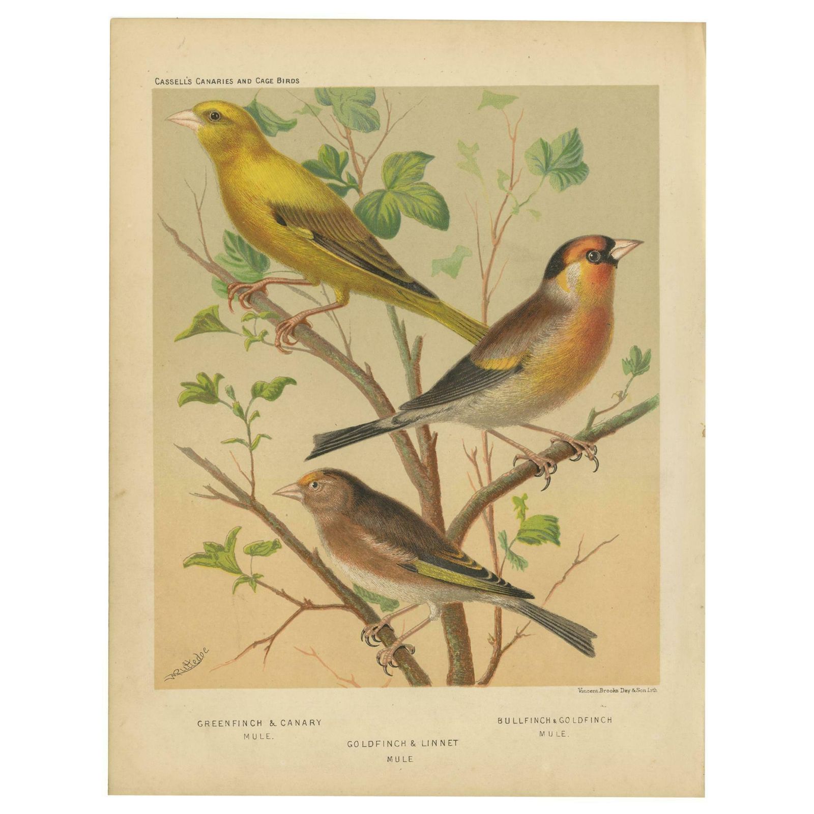 Antique Bird Print Of Greenfinch & Canary Mule, Goldfinch & Linnet And Others