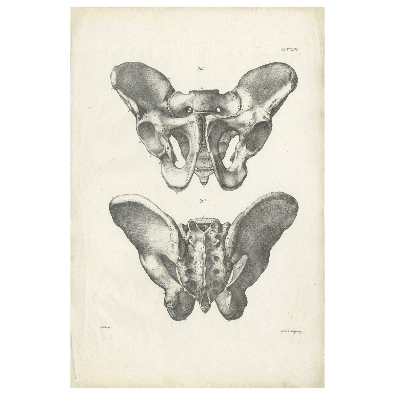 Pl. Xxxiii Antique Anatomy / Medical Print Of The Pelvis By Cloquet, '1821'