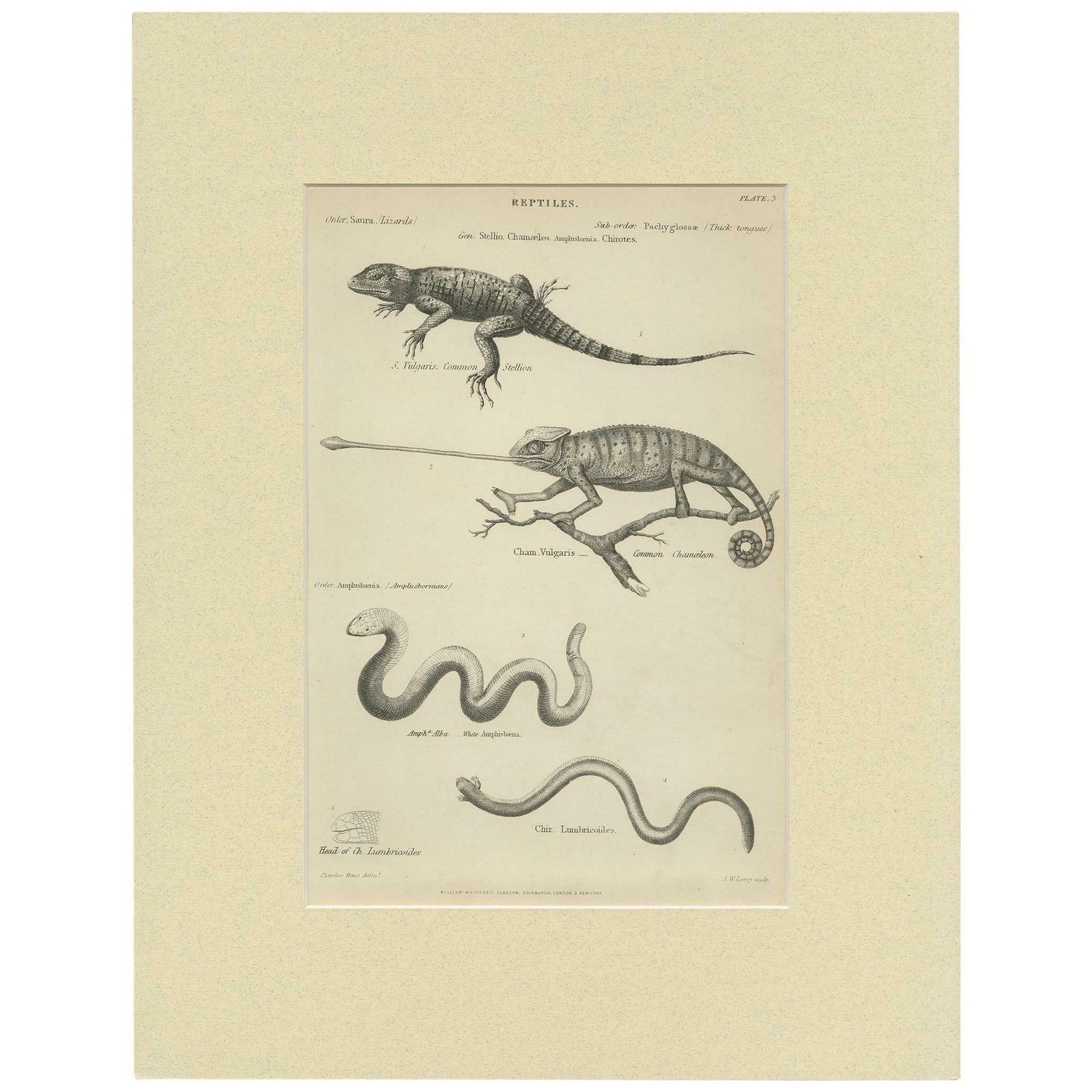 Pl. 3 Antique Print Of Various Reptiles By Richardson, Circa 1860