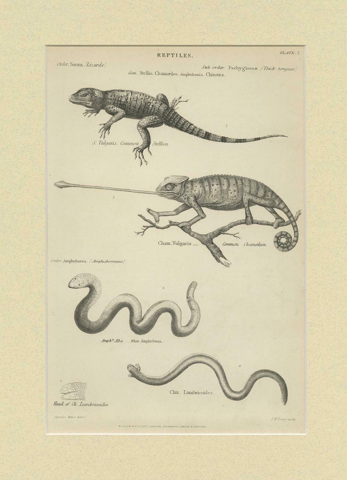 Pl. 3 Antique Print Of Various Reptiles By Richardson, Circa 1860 photo Art