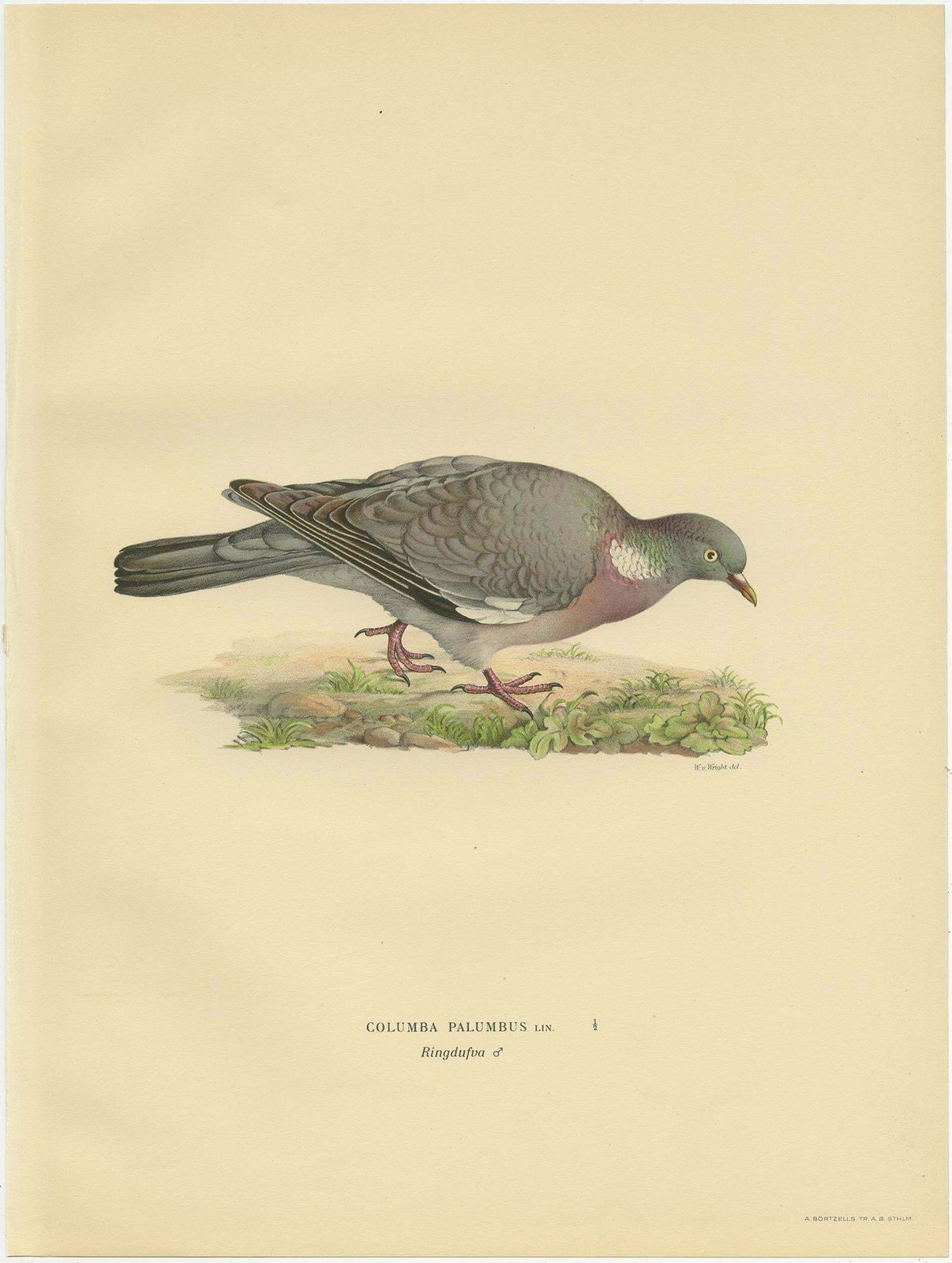 Antique Bird Print Of The Common Wood Pigeon By Von Wright, 1929 photo Art