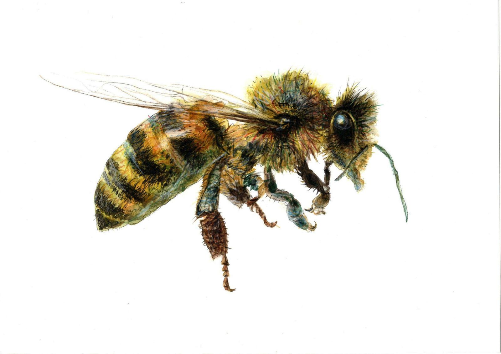 Juris Utans Bee From The Side. Paper, Mixed Media,