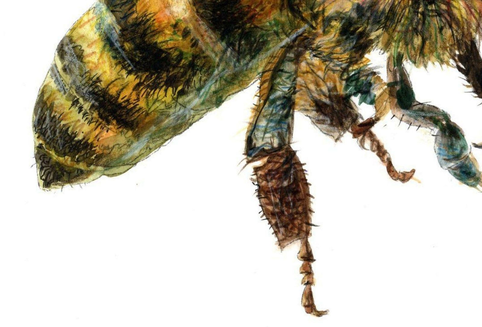 Juris Utans Bee From The Side. Paper, Mixed Media, photo for sale