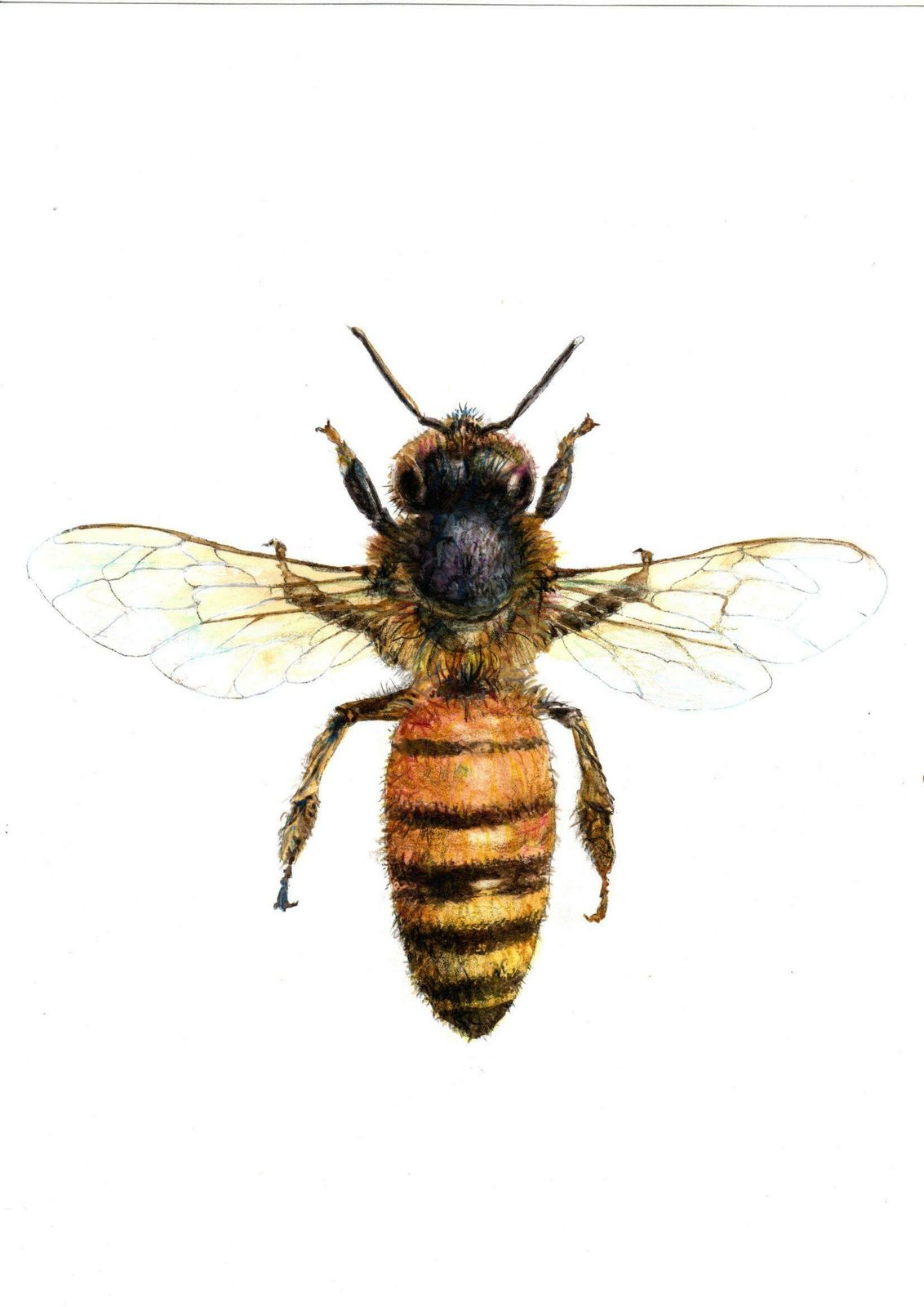 Juris Utans Bee From The Top. Paper, Mixed Media, 30x21 Cm 2020
