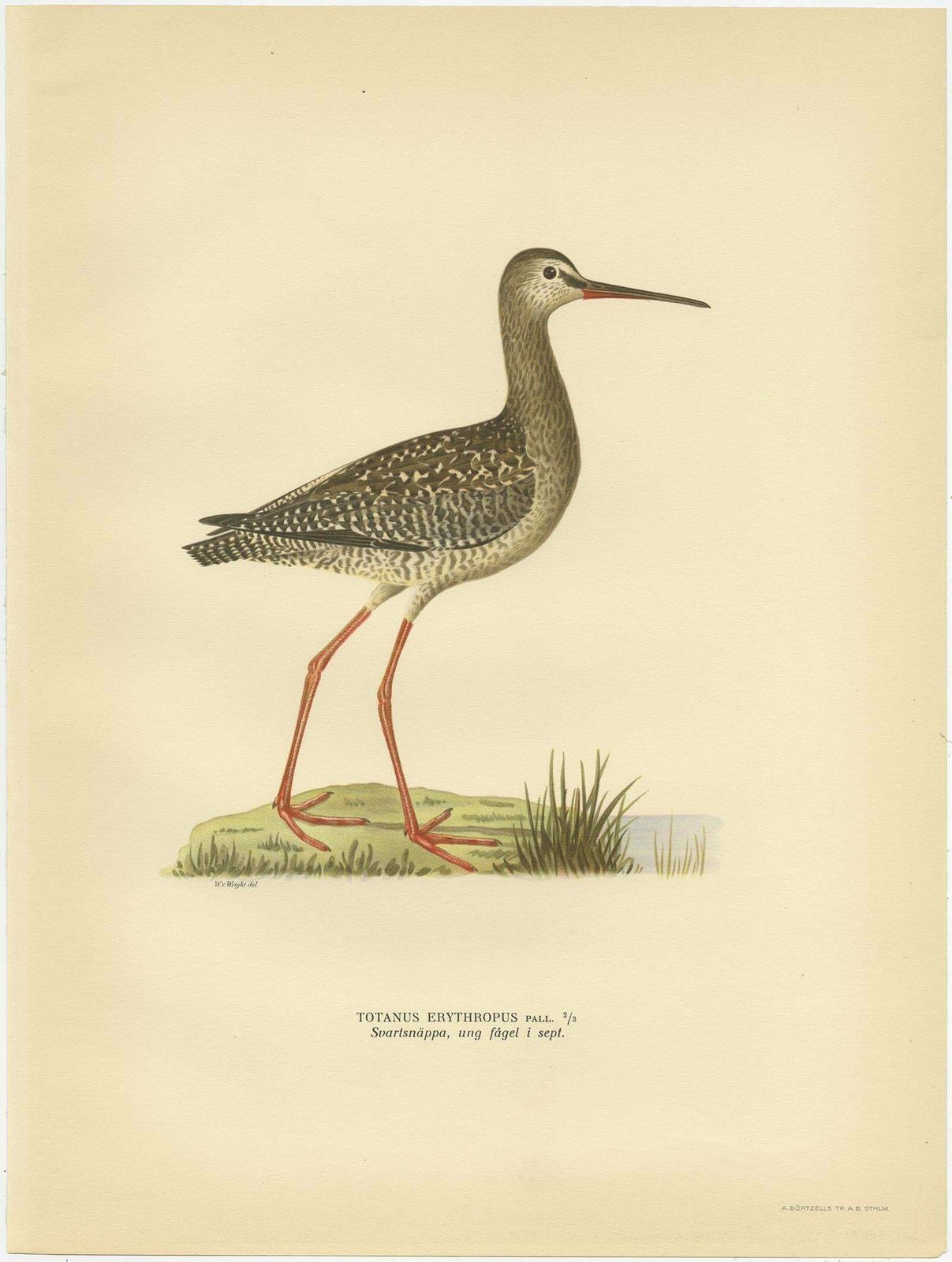 Antique Bird Print Of The Spotted Redshank By Von Wright, 1929 photo for sale