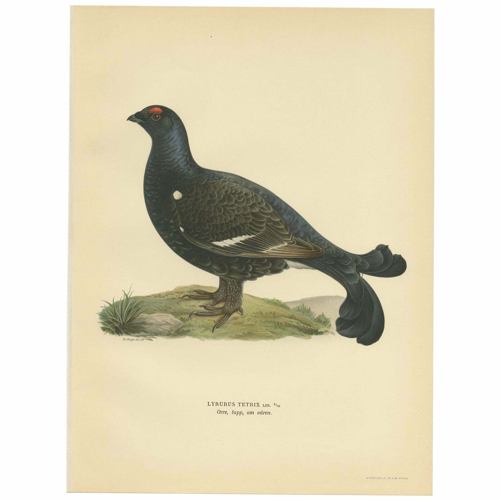 Antique Bird Print Of The Black Grouse By Von Wright, 1929