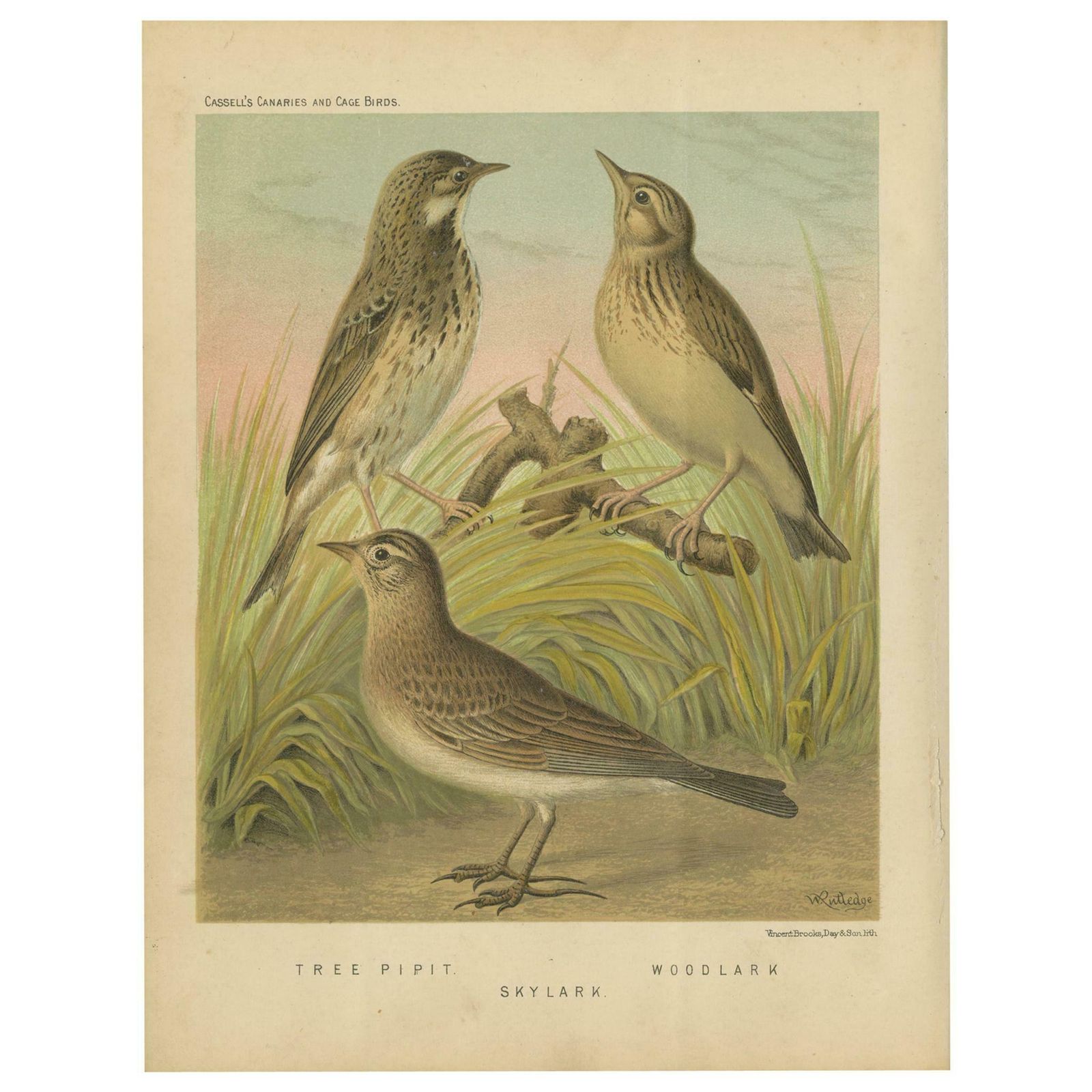 Antique Bird Print Of The Tree Pipit Skylark And Woodlark Circa 1880
