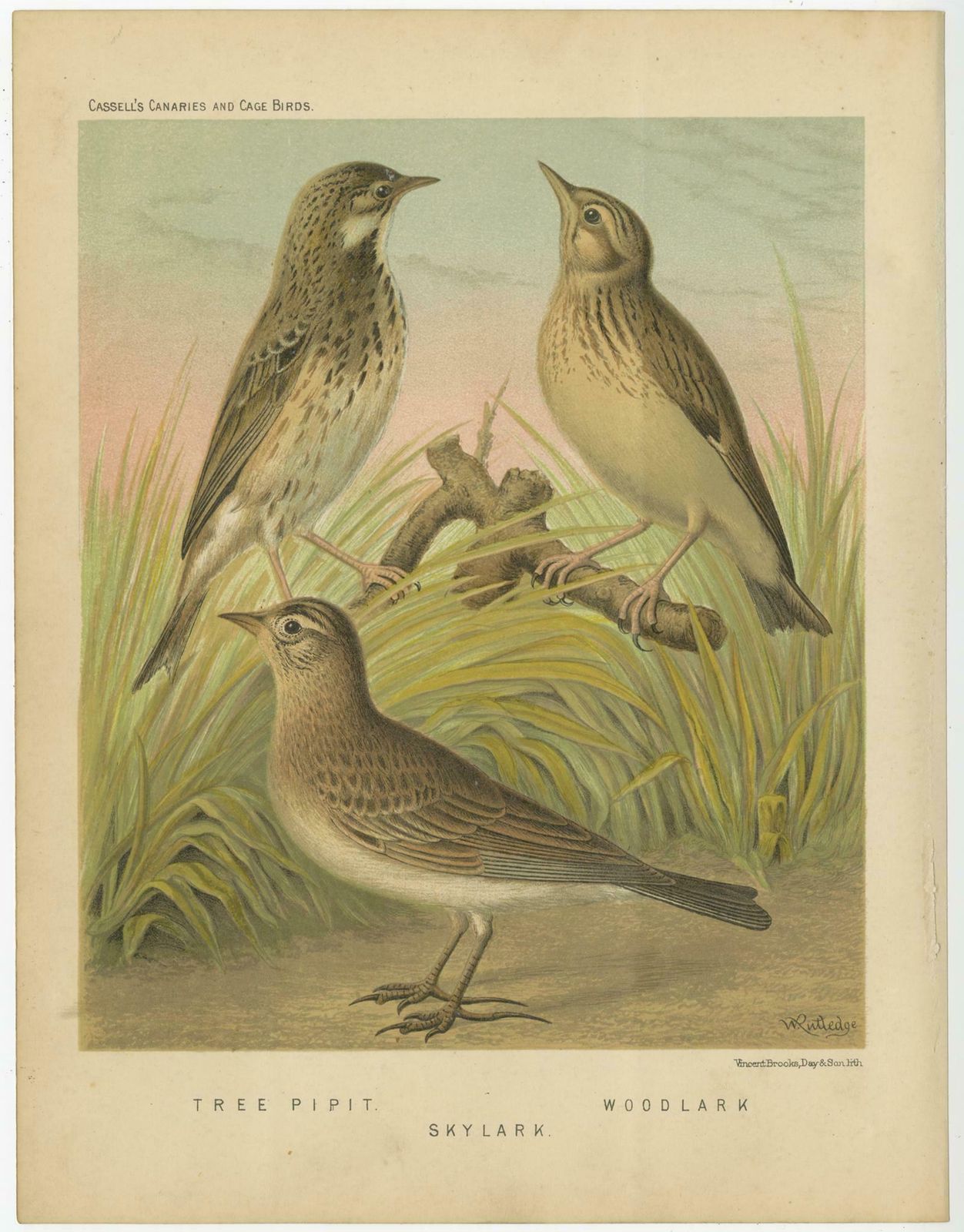 Antique Bird Print Of The Tree Pipit Skylark And Woodlark Circa 1880 photo furniture