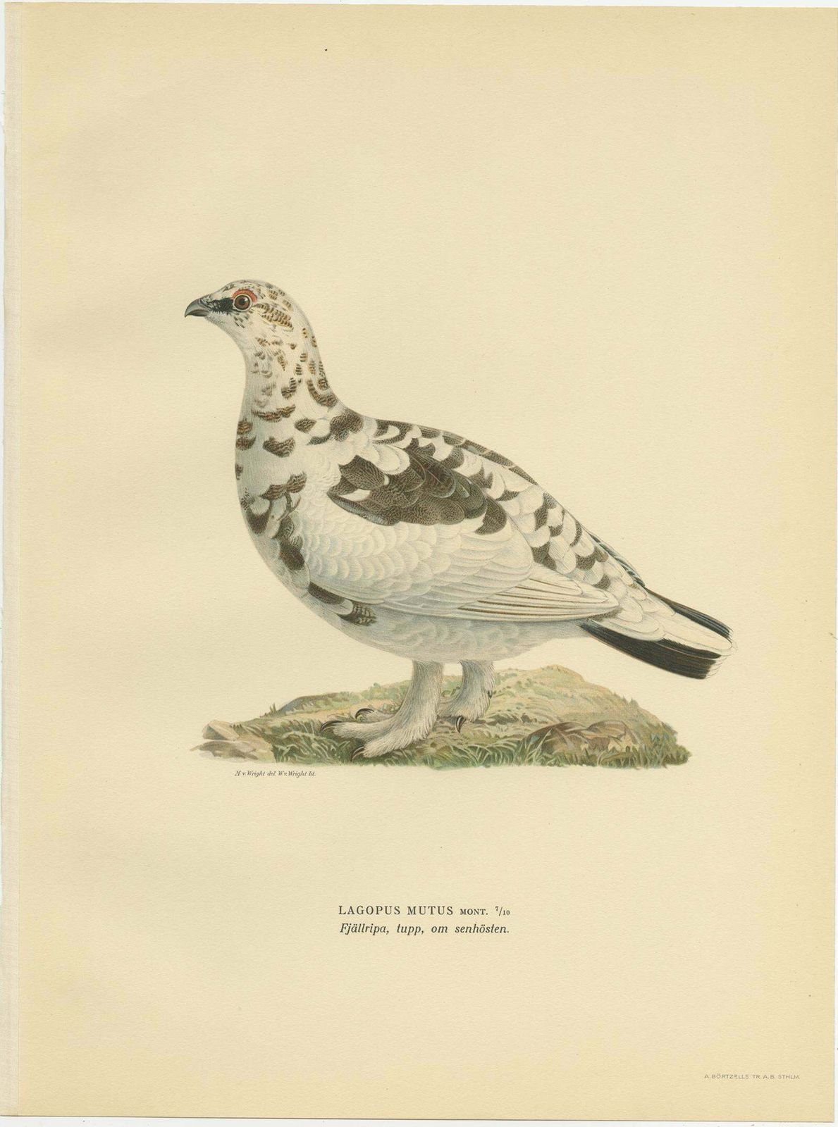 Antique Bird Print Of The Rock Ptarmigan By Von Wright 1929 photo for sale