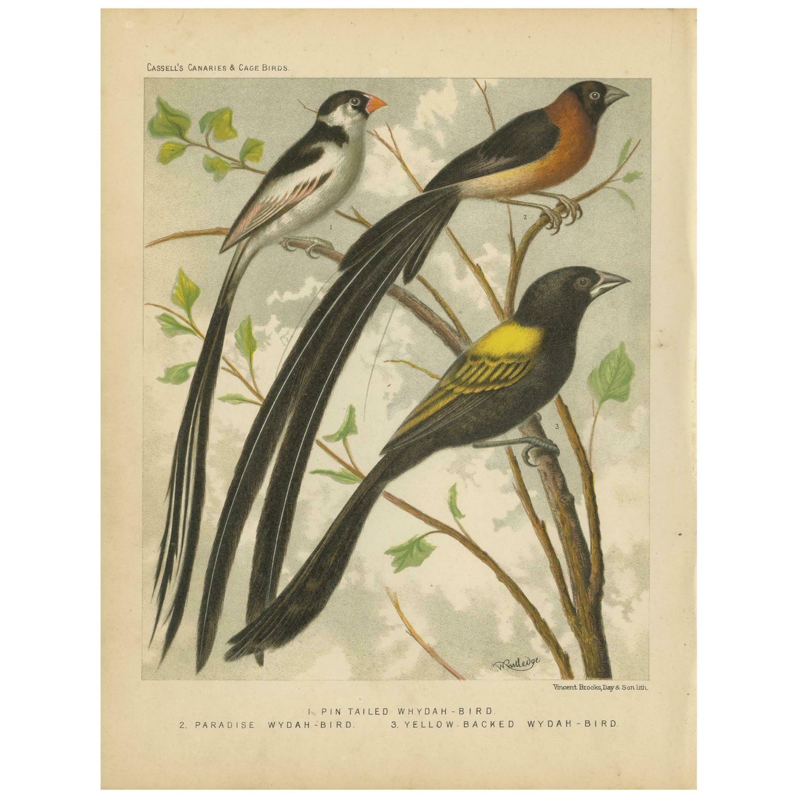 Antique Bird Print Of Pale Headed Rosella And Rosella Parrakeet Circa 1880