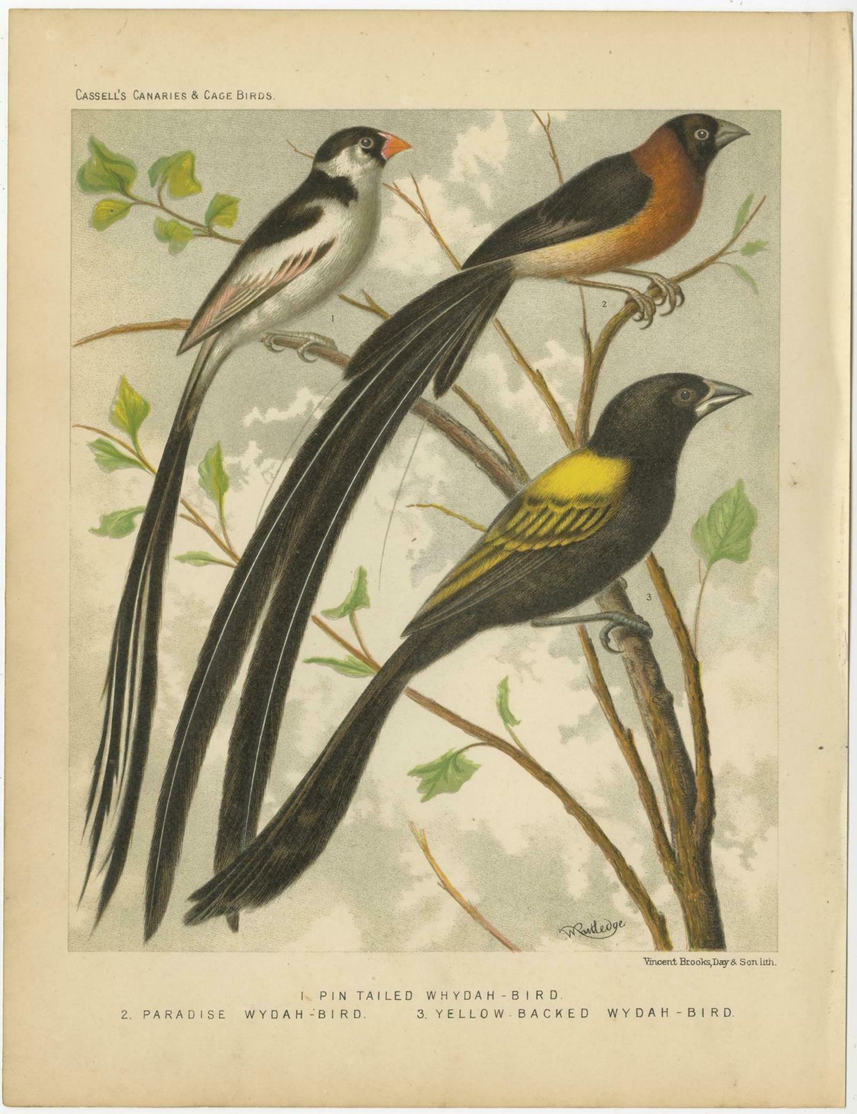 Antique Bird Print Of Pale Headed Rosella And Rosella Parrakeet Circa 1880 photo for sale