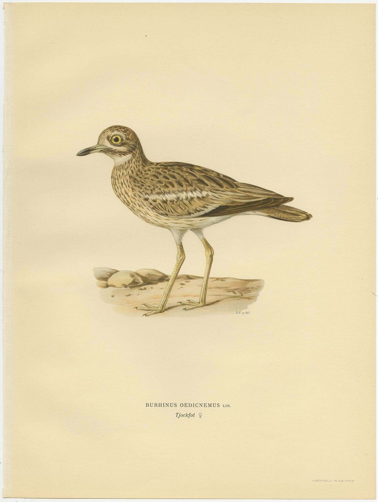 Antique Bird Print Of The Eurasian Stone Curlew By Von Wright, 1929 photo furniture