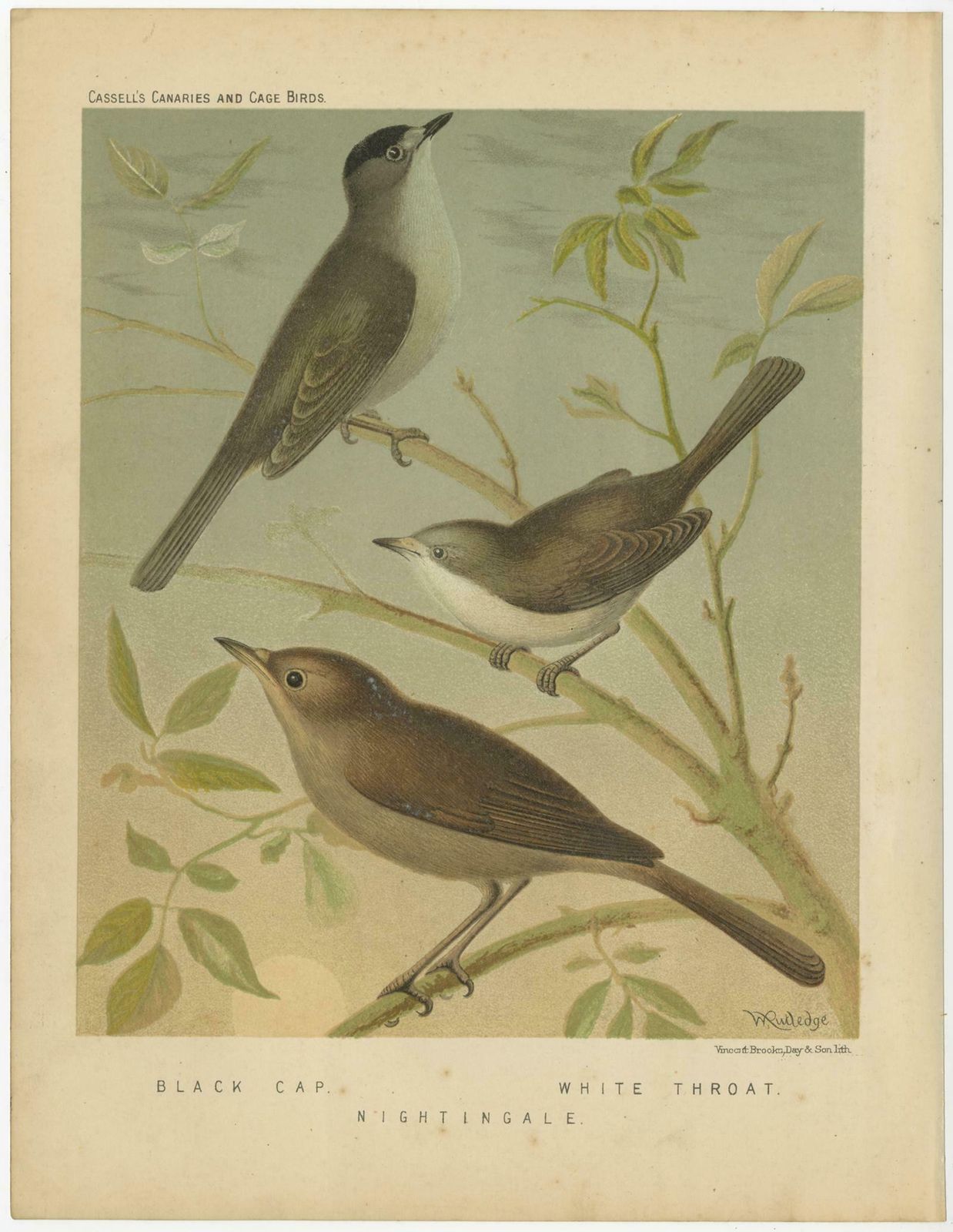 Antique Bird Print Of The Black Cap, White Throat And Nightingale, Circa 1880 photo furniture