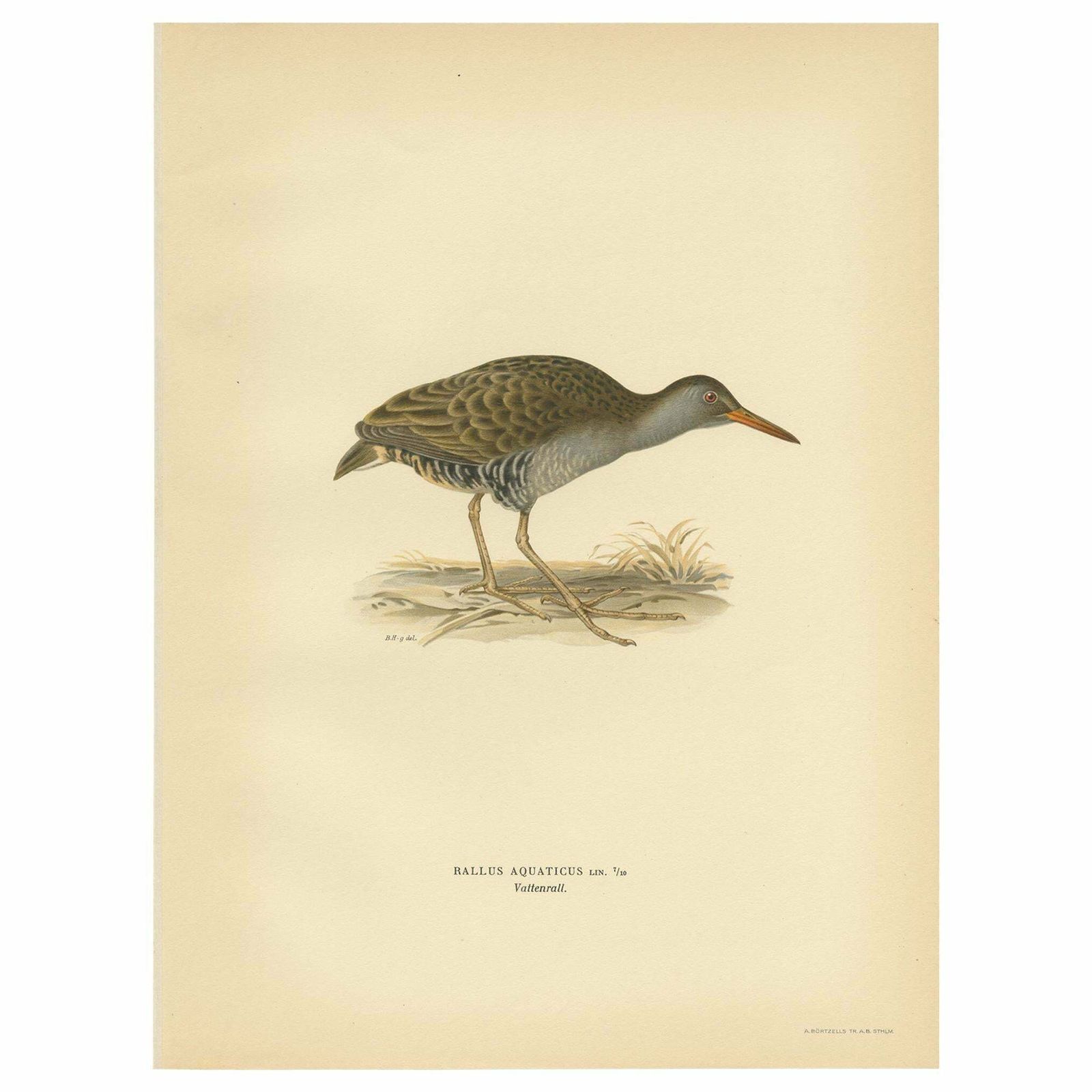 Antique Bird Print Of The Water Rail By Von Wright '1929'