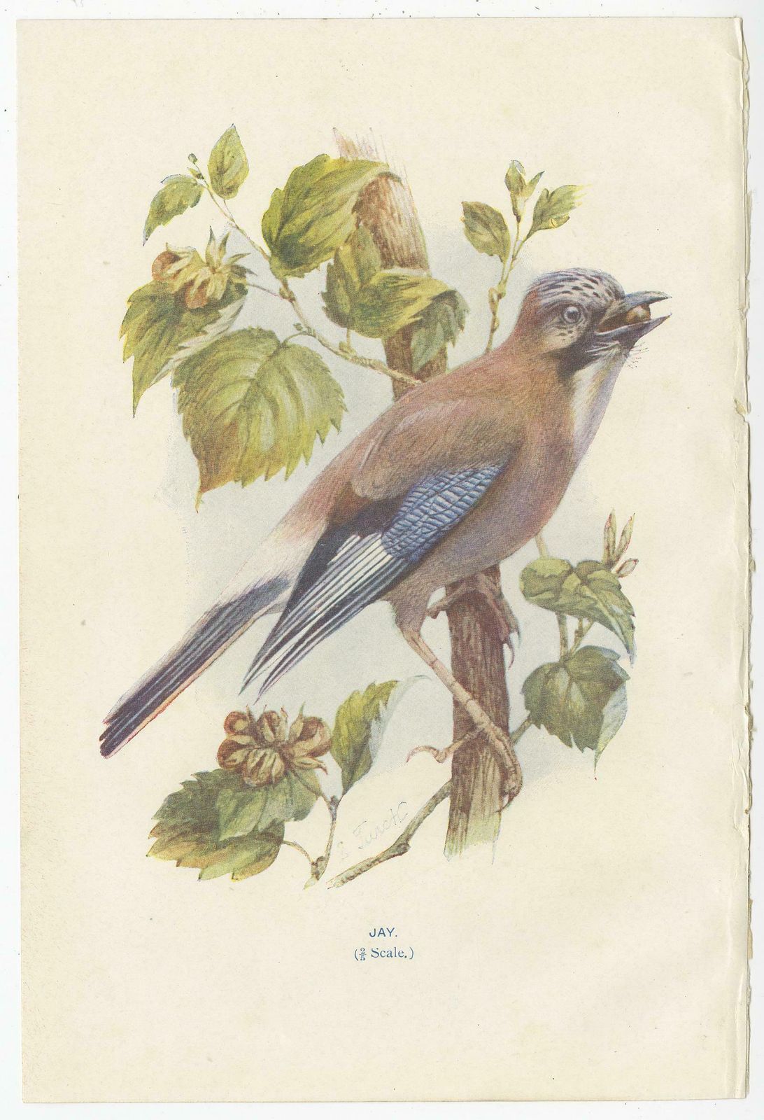Set Of 4 Antique Bird Prints Jay, Redstart, Jackdaw, Greenfinch, '1901' photo furniture