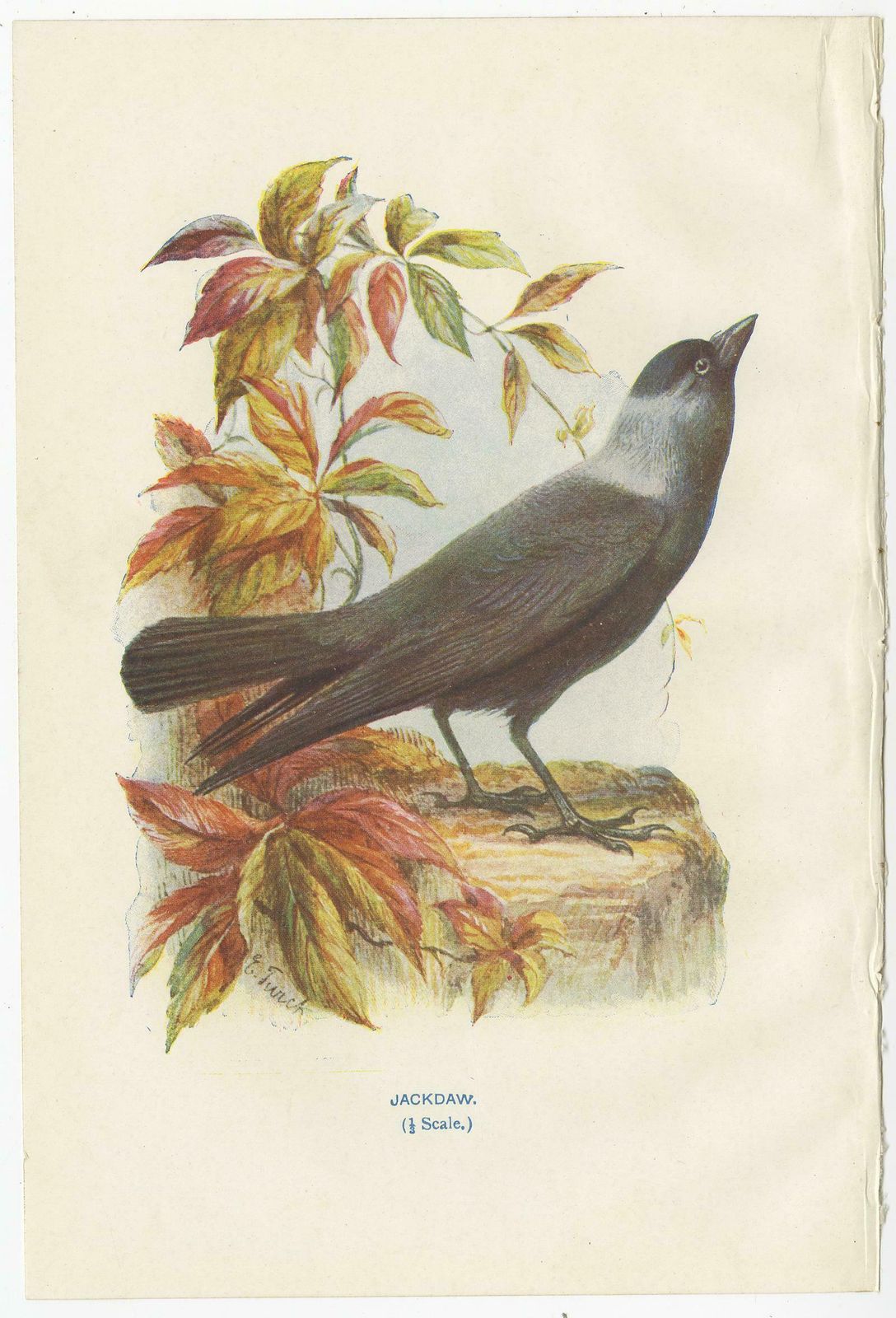 Set Of 4 Antique Bird Prints Jay, Redstart, Jackdaw, Greenfinch, '1901' photo Art
