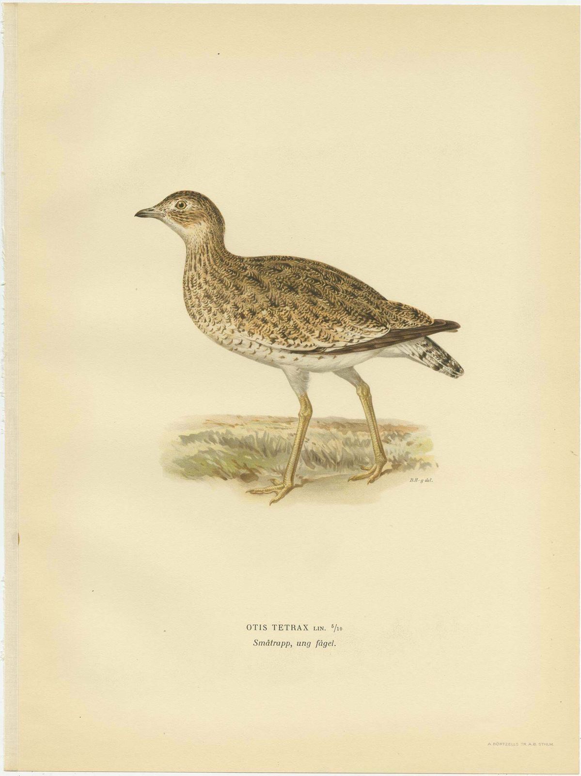 Antique Bird Print Of The Little Bustard By Von Wright, 1929 photo furniture
