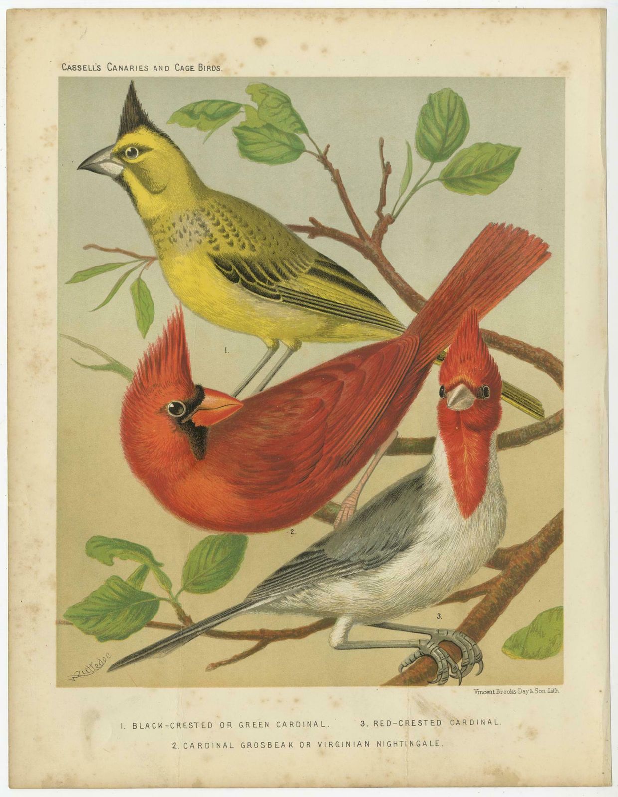 Antique Bird Print Of Black Crested, Red Crested Cardinal, Cardinal Grosbeak photo Art