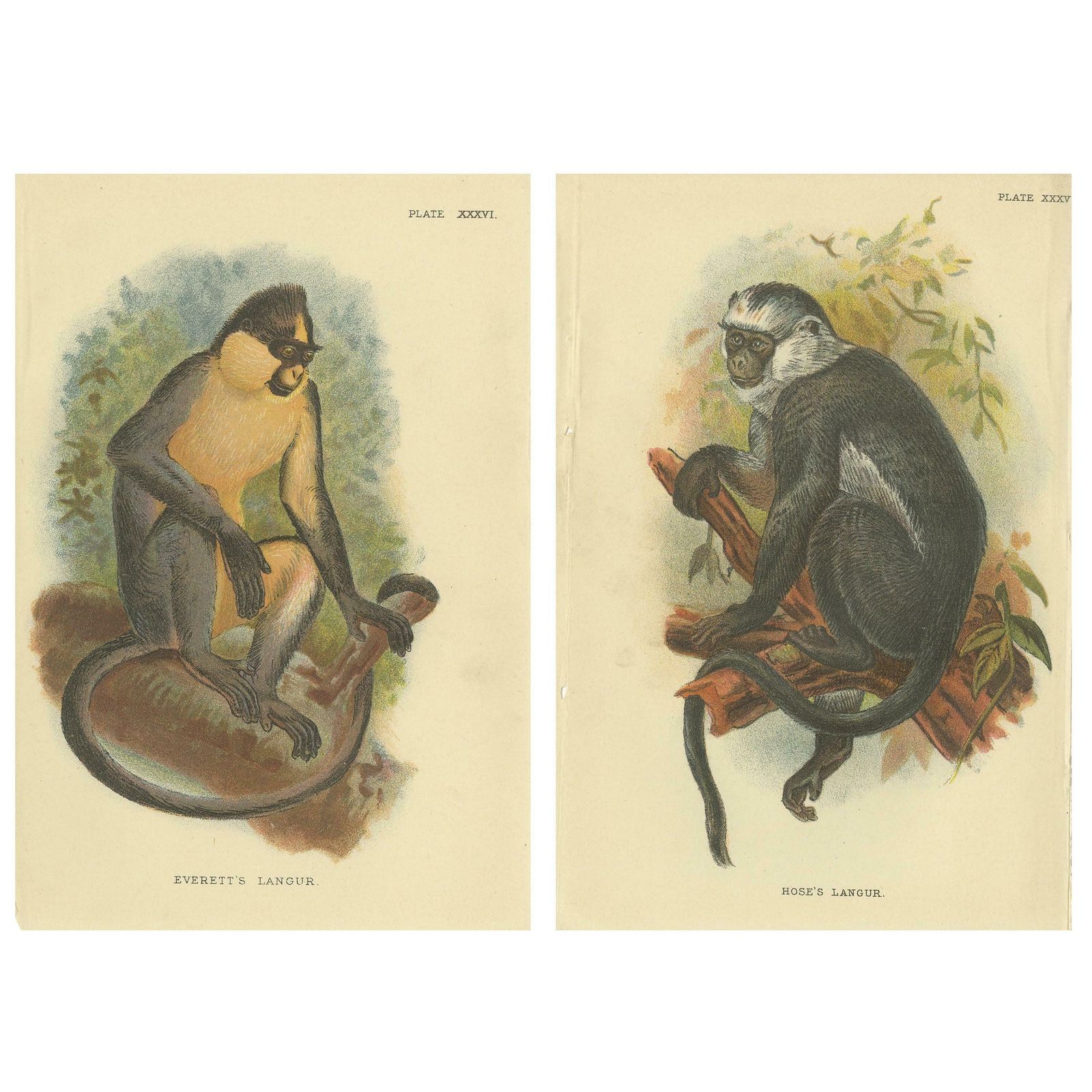 Set Of 2 Antique Prints Of Langur Monkey Species By Lloyd, Circa 1894
