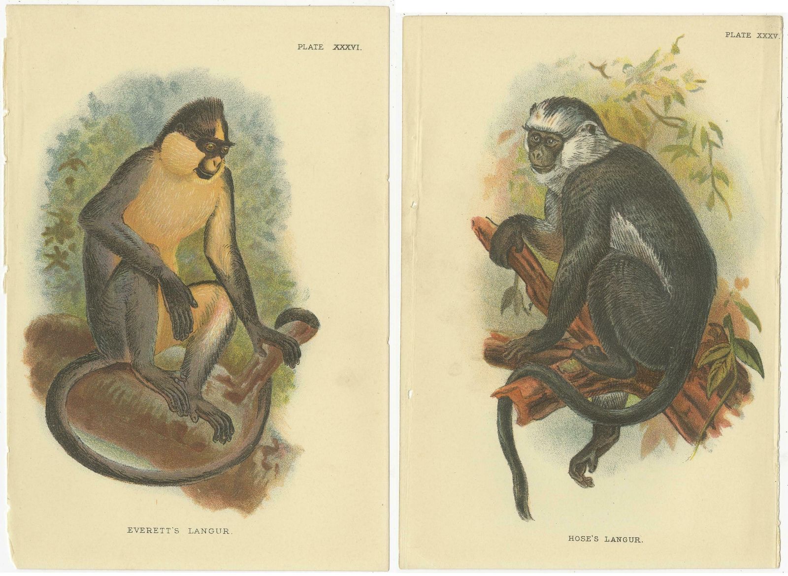 Set Of 2 Antique Prints Of Langur Monkey Species By Lloyd, Circa 1894 photo Art