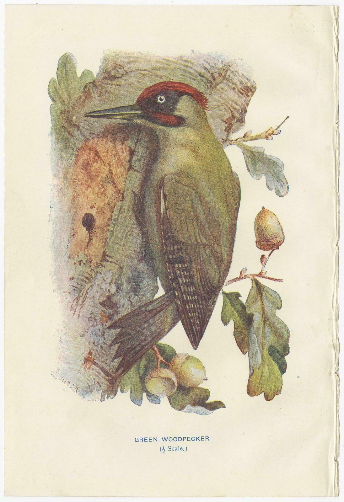 Set Of 4 Antique Bird Prints Siskin, Woodpecker, Wryneck, 1901 photo 164.0