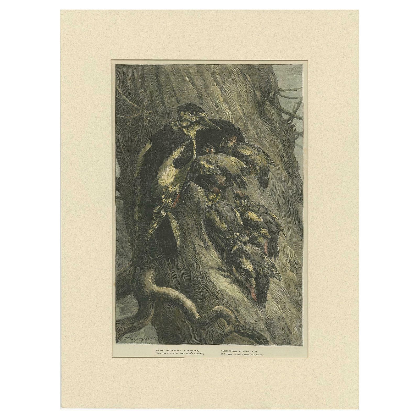Antique Bird Print Of Woodpeckers '1879'