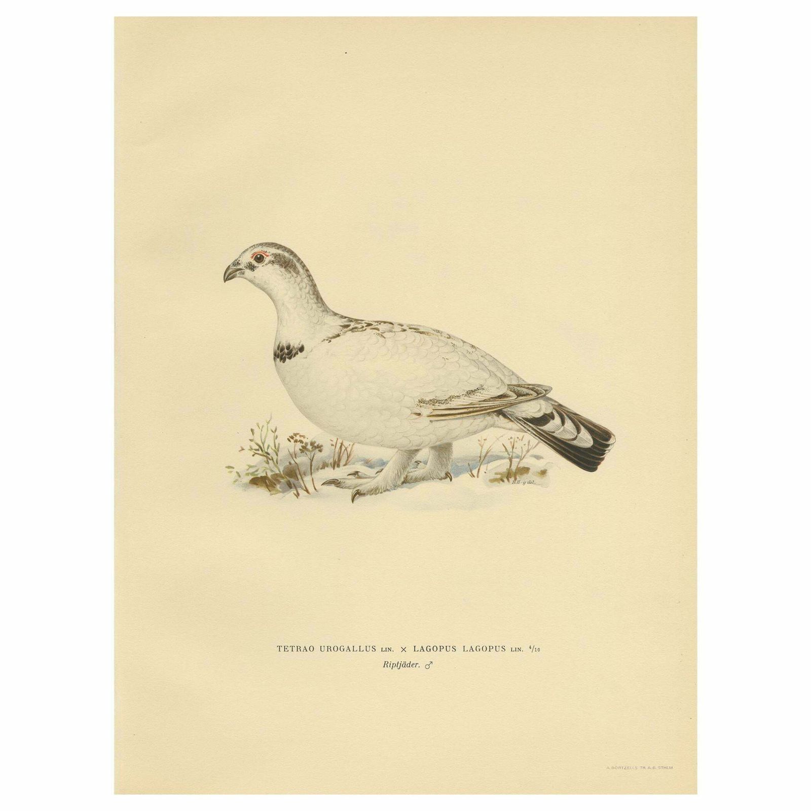 Antique Bird Print Of The Western Capercaillie 'Male' By Von Wright, 1929