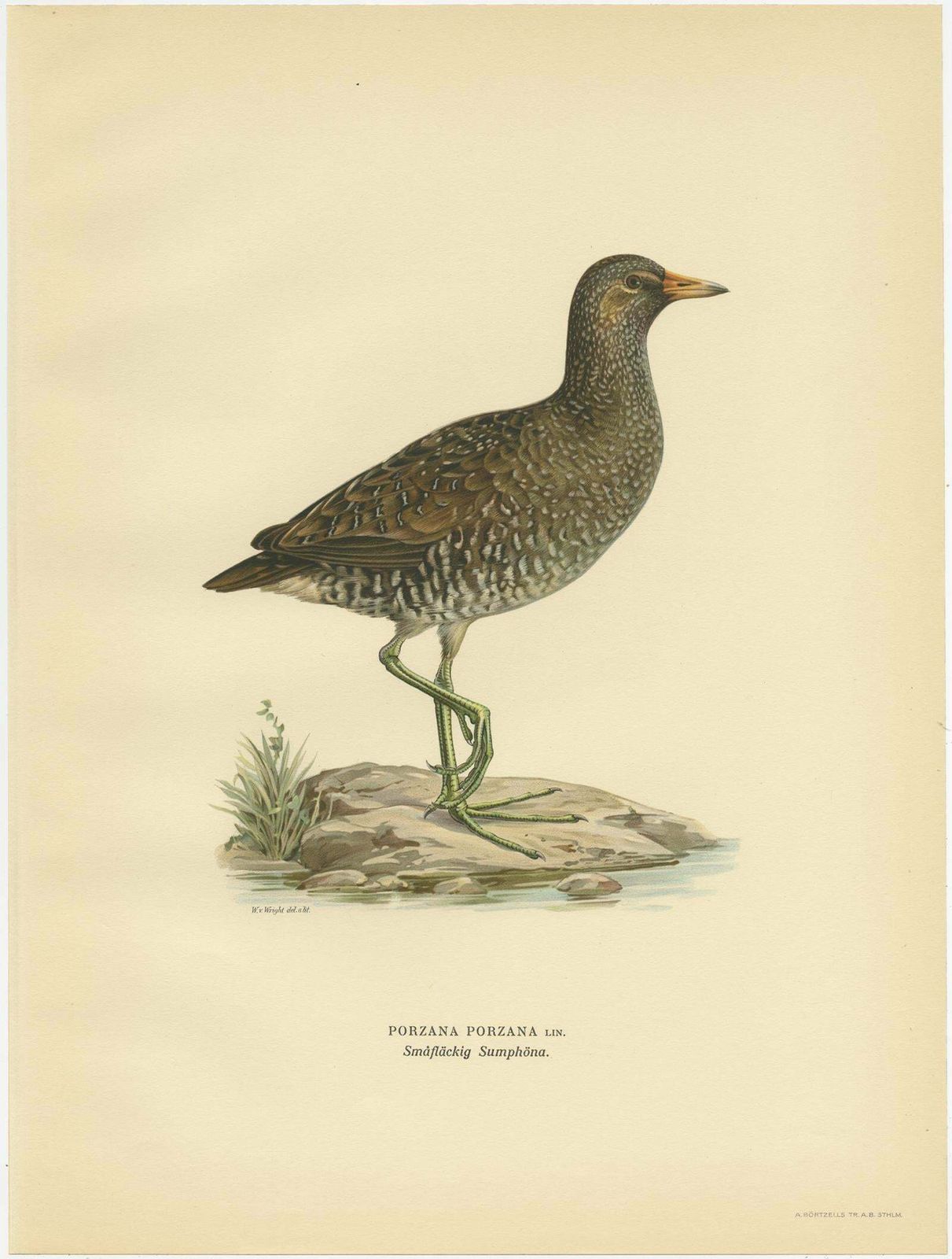 Antique Bird Print Of The Spotted Crake By Von Wright '1929' photo furniture