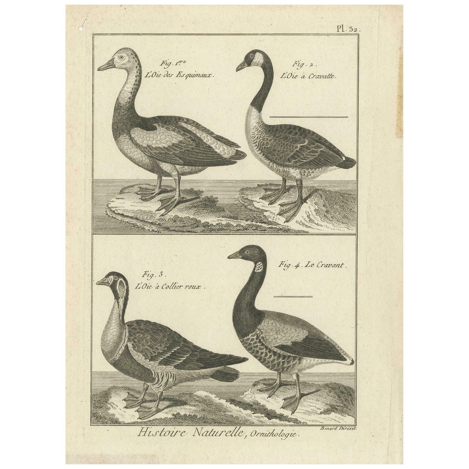 Antique Bird Print Of Various Geese By Bonnaterre, '1790'