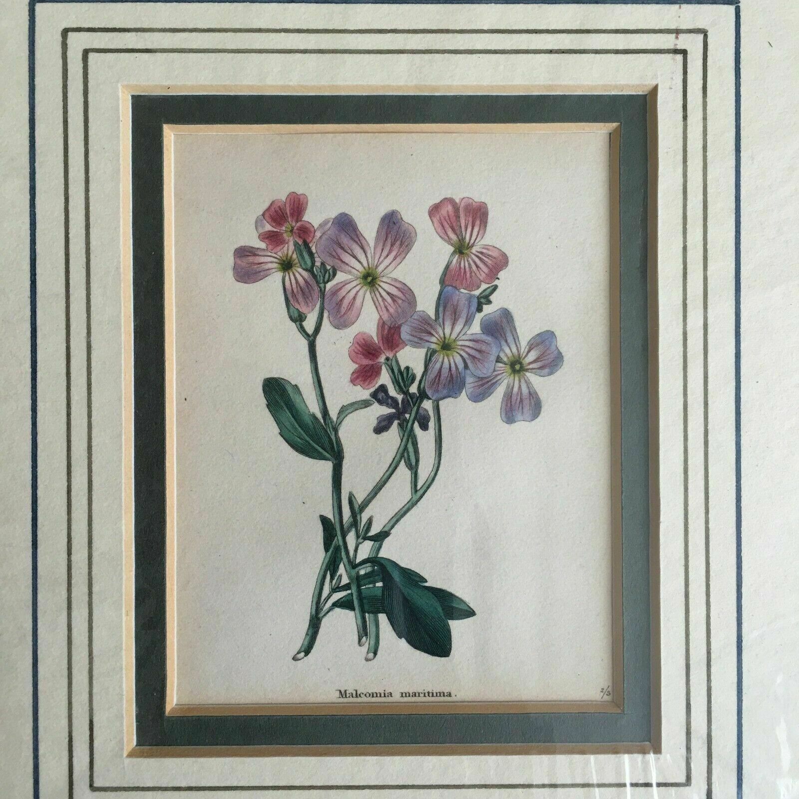 Print From Steel Engraving Titled 'Malcomia Maritima' 1829