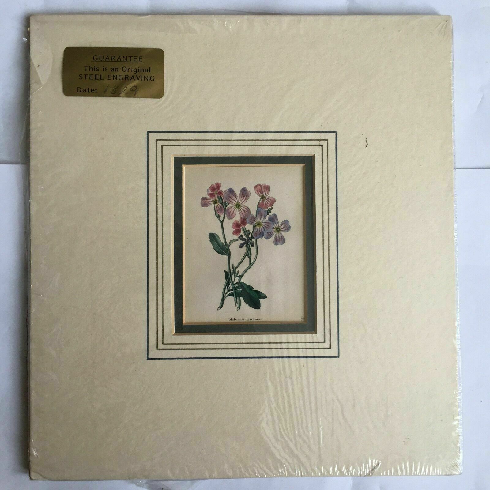 Print From Steel Engraving Titled 'Malcomia Maritima' 1829 photo furniture