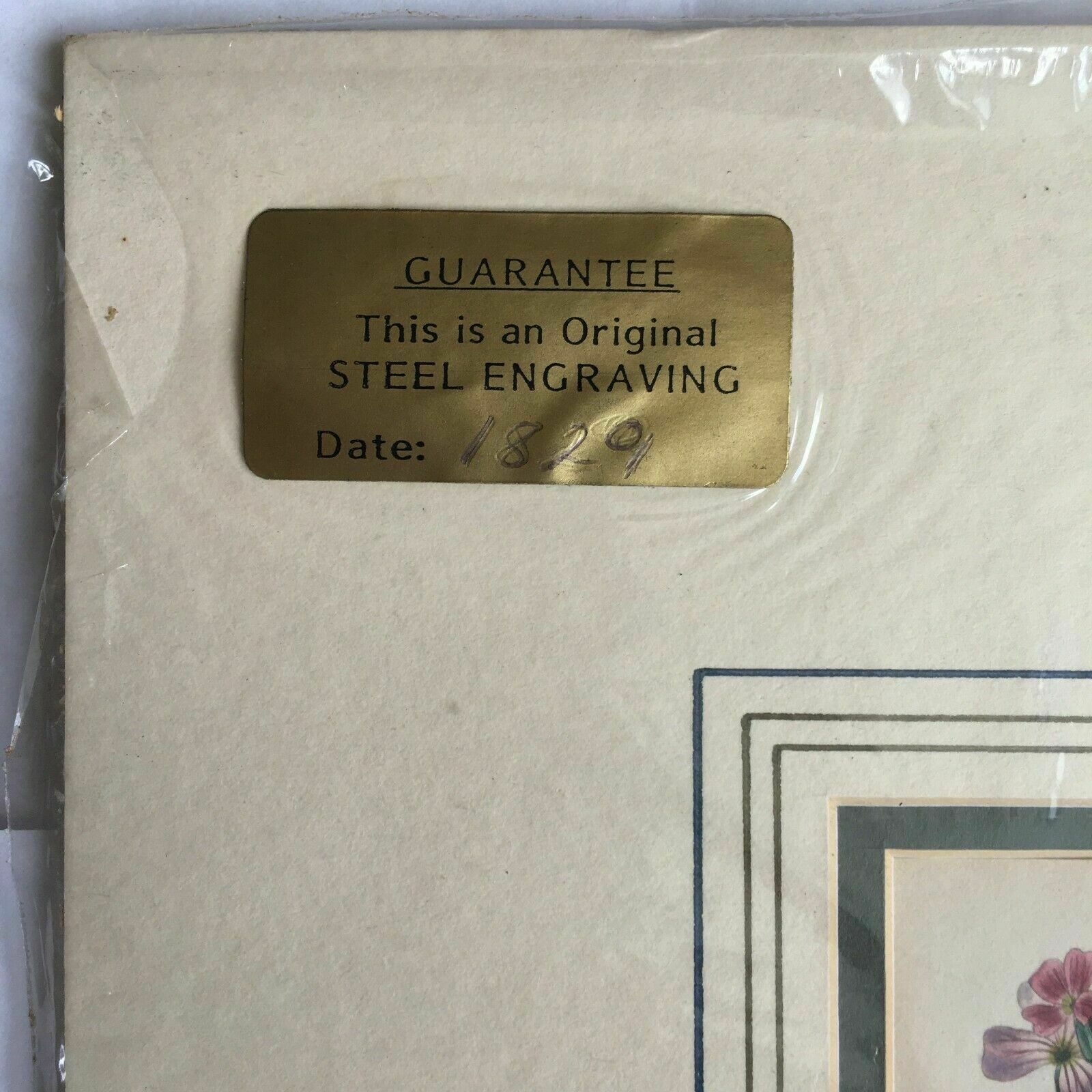 Print From Steel Engraving Titled 'Malcomia Maritima' 1829 photo for sale
