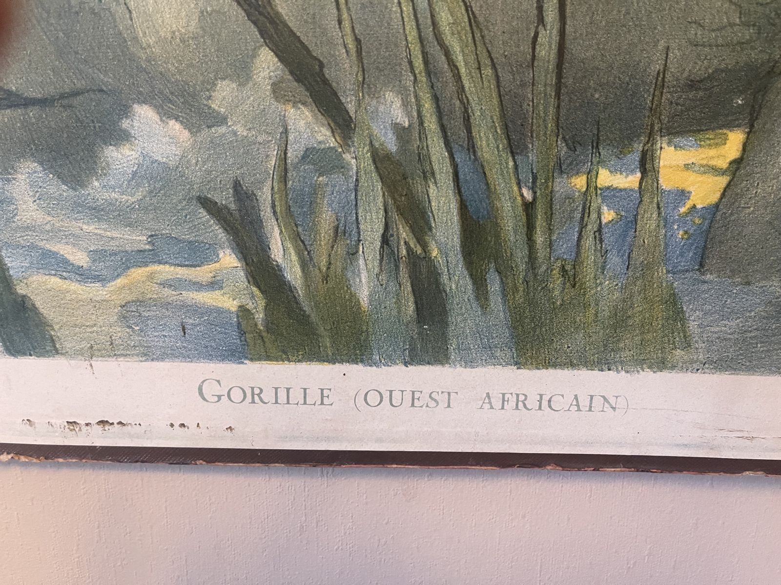 photo furniture Double Side Les Animaux Sauvages Lithograph Teaching Poster By Edouard Louis Henry Baudot (French, 1871 1953)53)