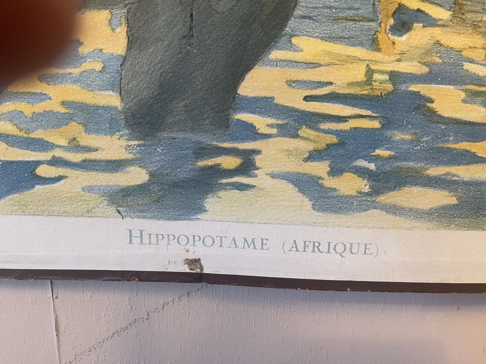 photo for sale Double Side Les Animaux Sauvages Lithograph Teaching Poster By Edouard Louis Henry Baudot (French, 1871 1953)53)