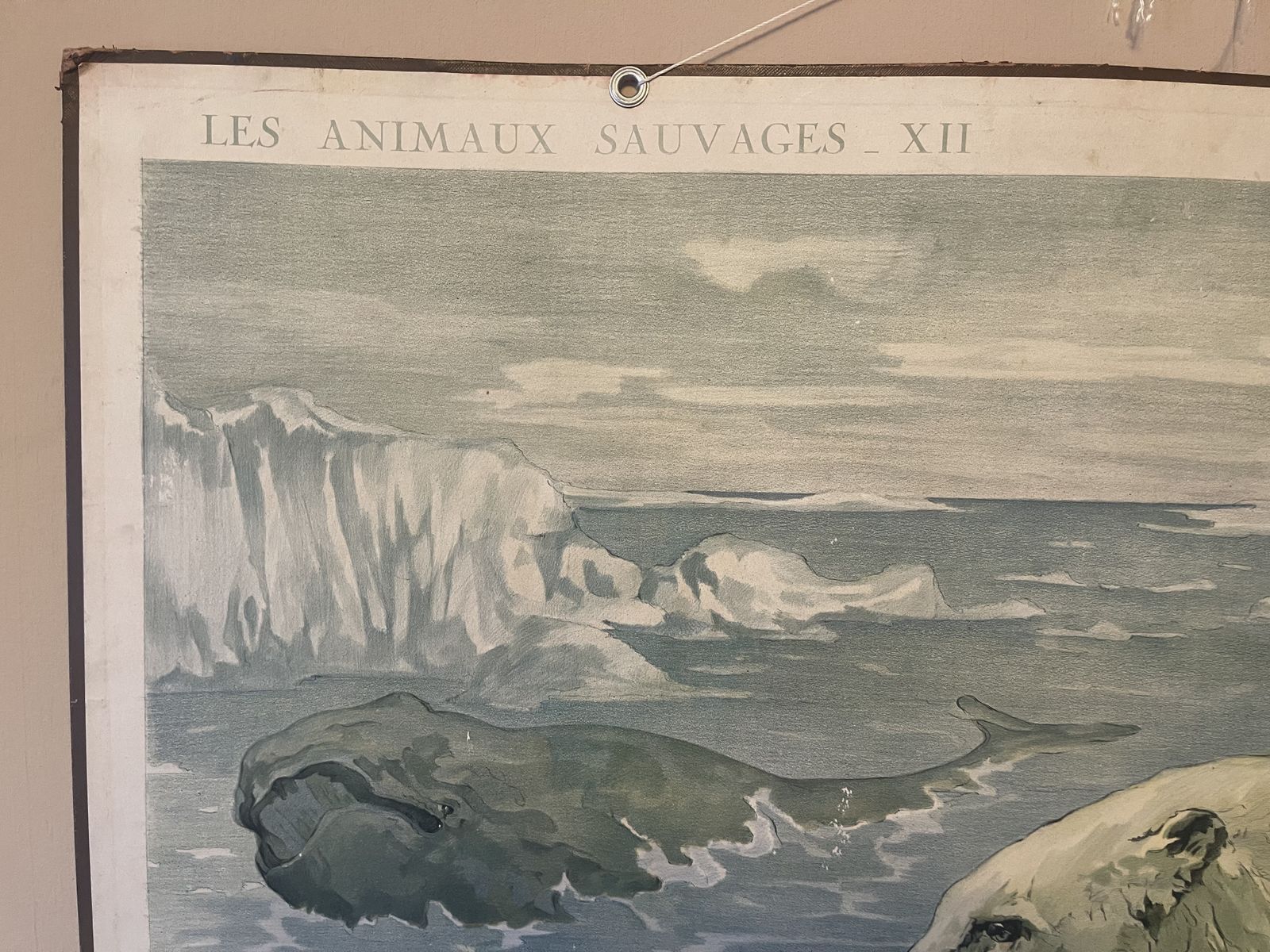 photo vinterior Double Side Les Animaux Sauvages Lithograph Teaching Poster By Edouard Louis Henry Baudot (French, 1871 1953)53)