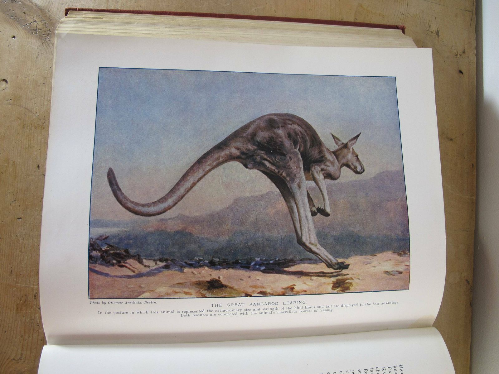 The Living Animals Of The World   Volume 1   Mammals. Hutchinsons And Co. With 13 Colour Plates Along With 567 Illustrations photo vinterior